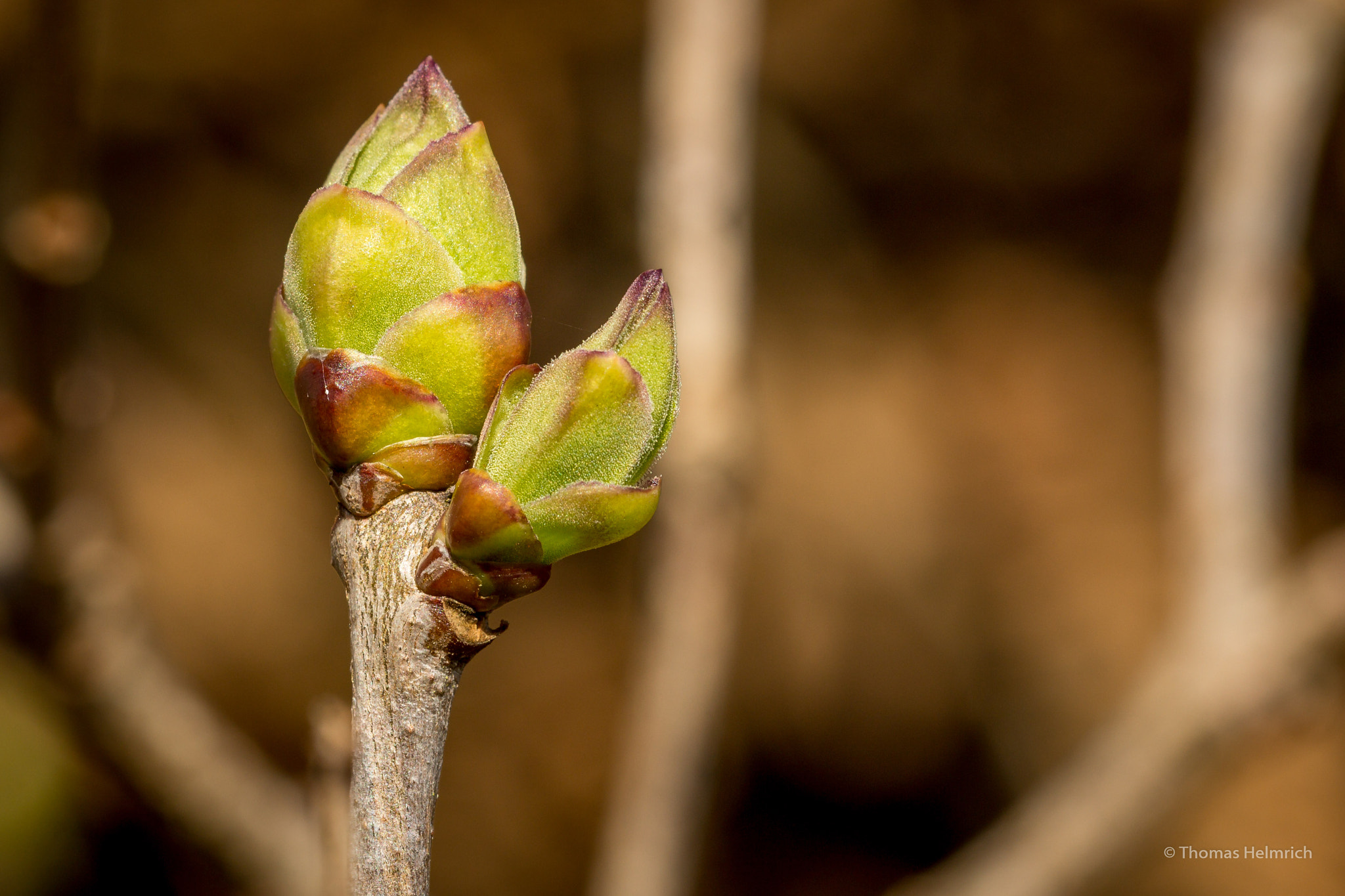 Canon EF 100mm F2.8L Macro IS USM sample photo. Knospe photography