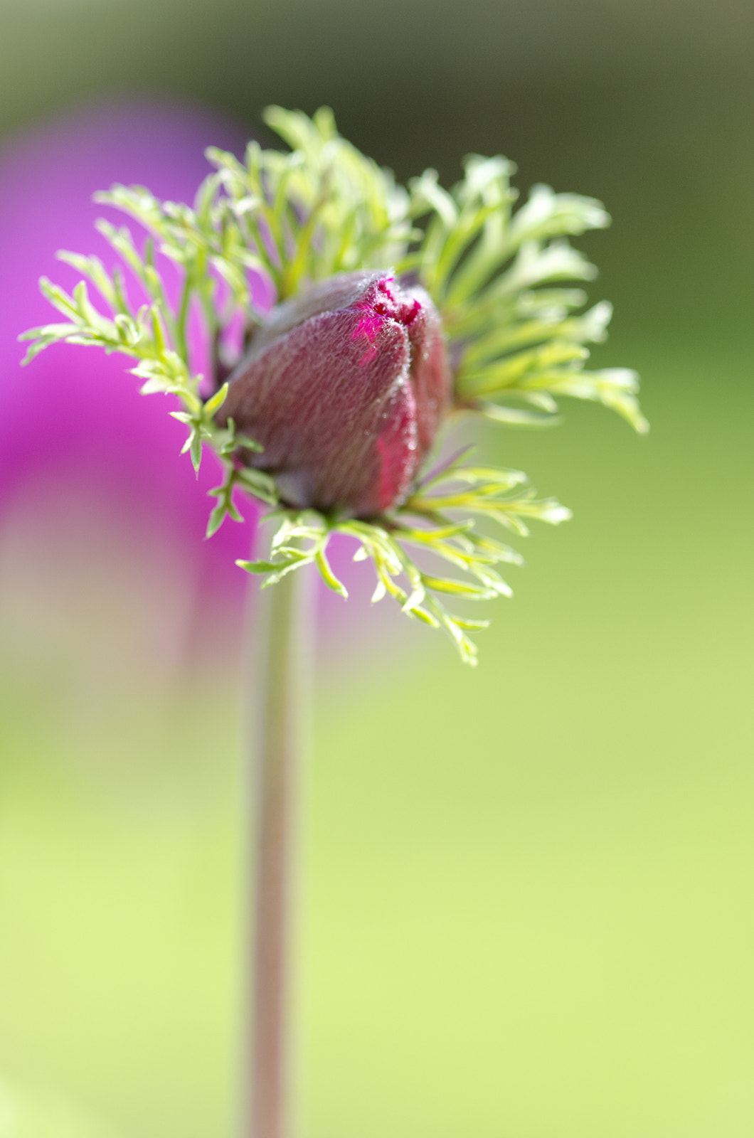 Nikon D7000 + Sigma 105mm F2.8 EX DG Macro sample photo. Crowned bud photography