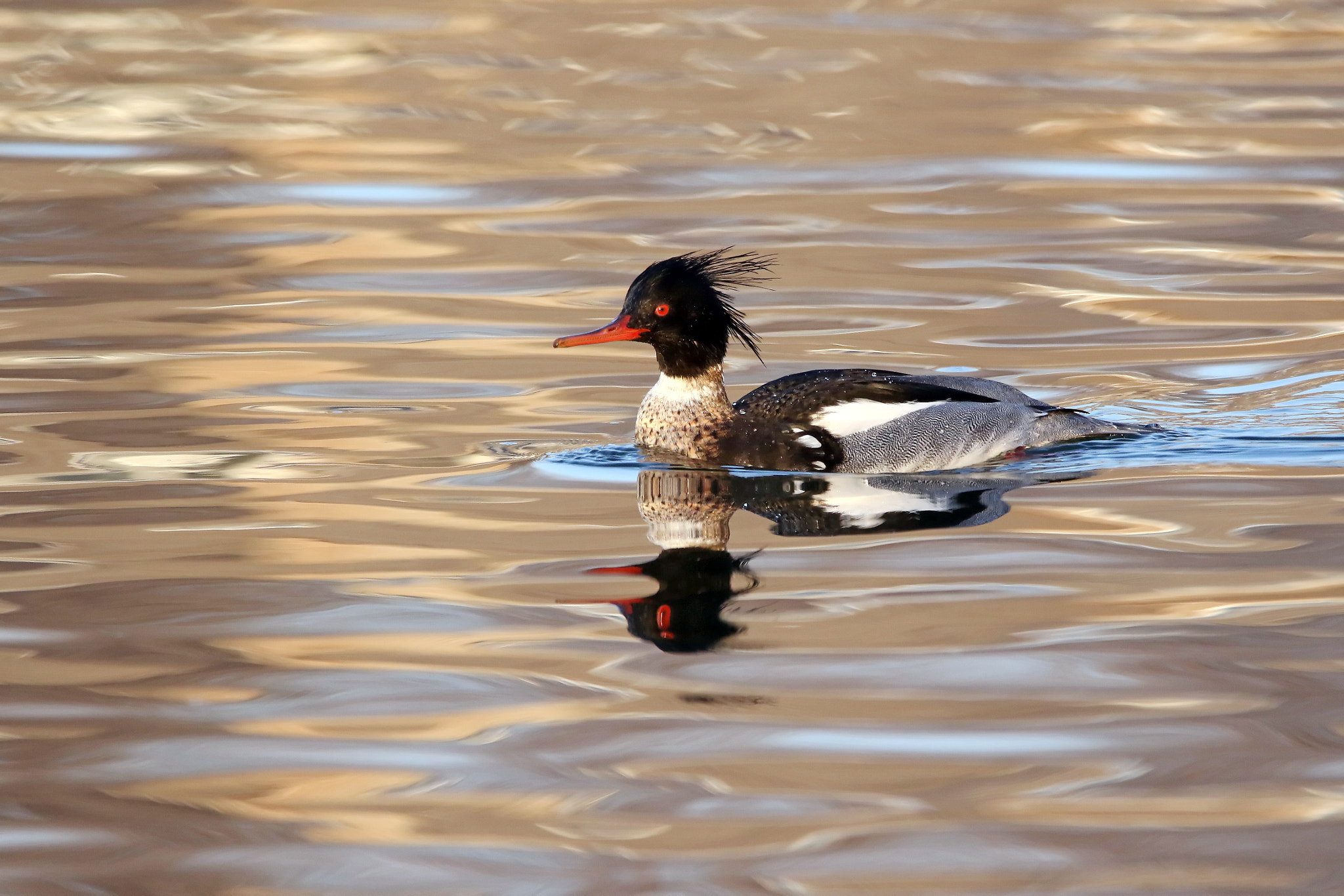 150-600mm F5-6.3 DG OS HSM | Contemporary 015 sample photo. Merganser photography