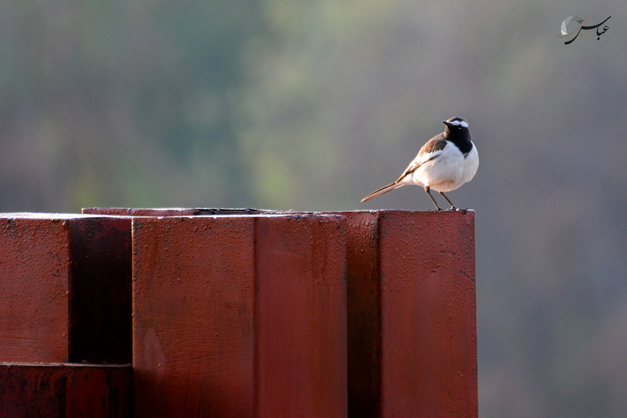Nikon D7100 sample photo. White browed wagtail photography
