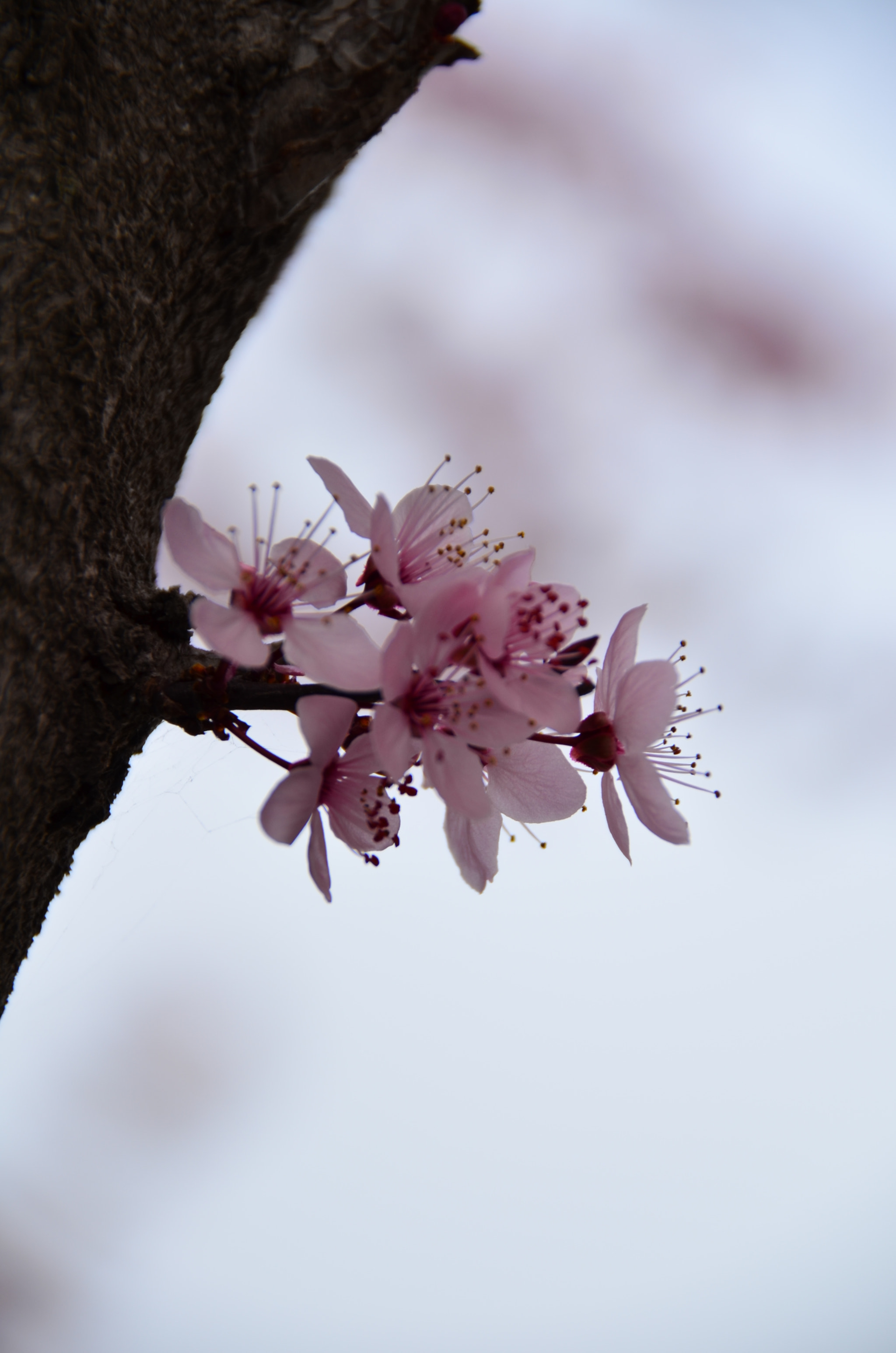Sigma 18-200mm F3.5-6.3 II DC OS HSM sample photo. Brotes o no brotes!!! photography