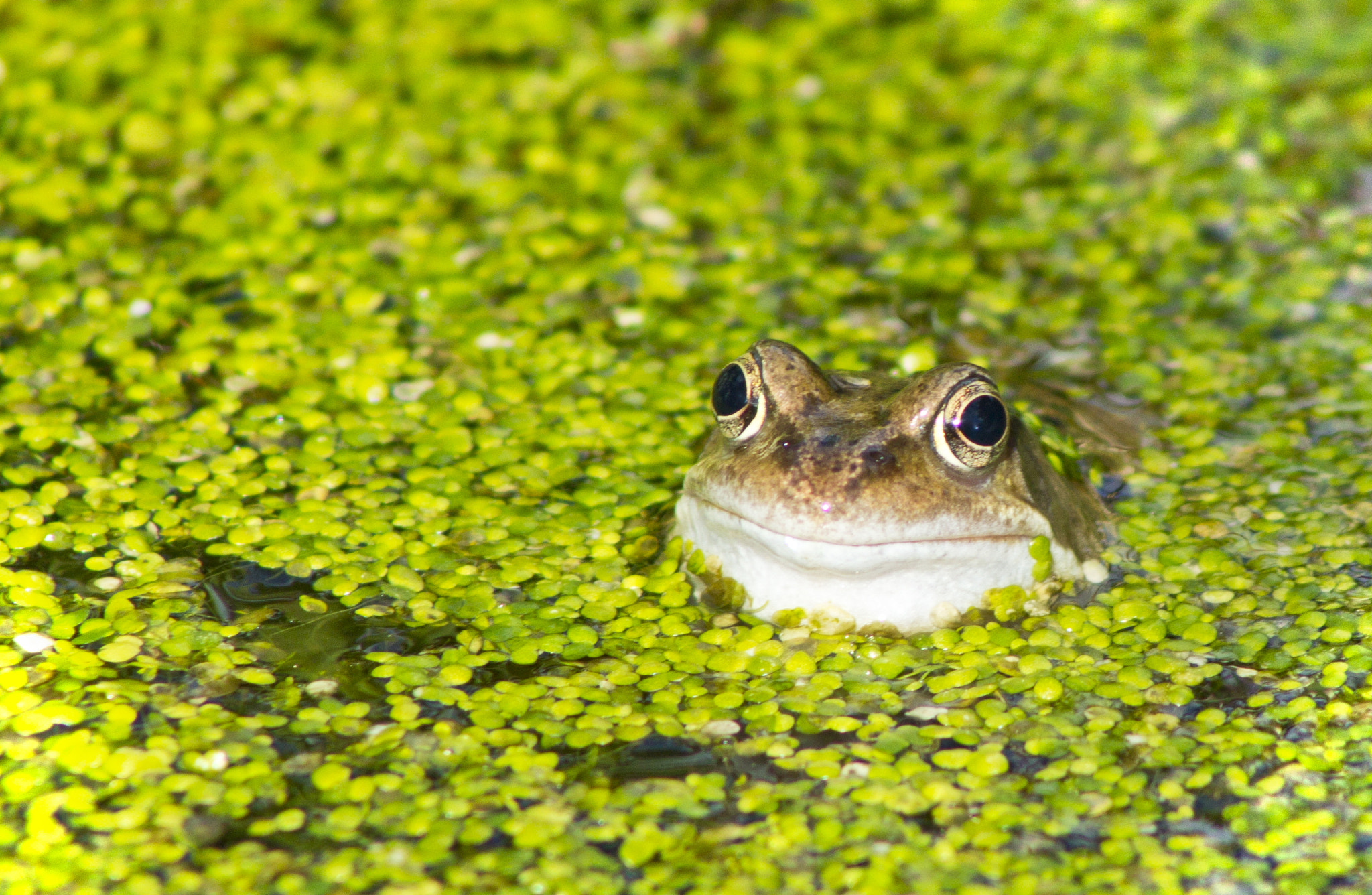 Canon EOS 1100D (EOS Rebel T3 / EOS Kiss X50) + EF75-300mm f/4-5.6 sample photo. Frog photography