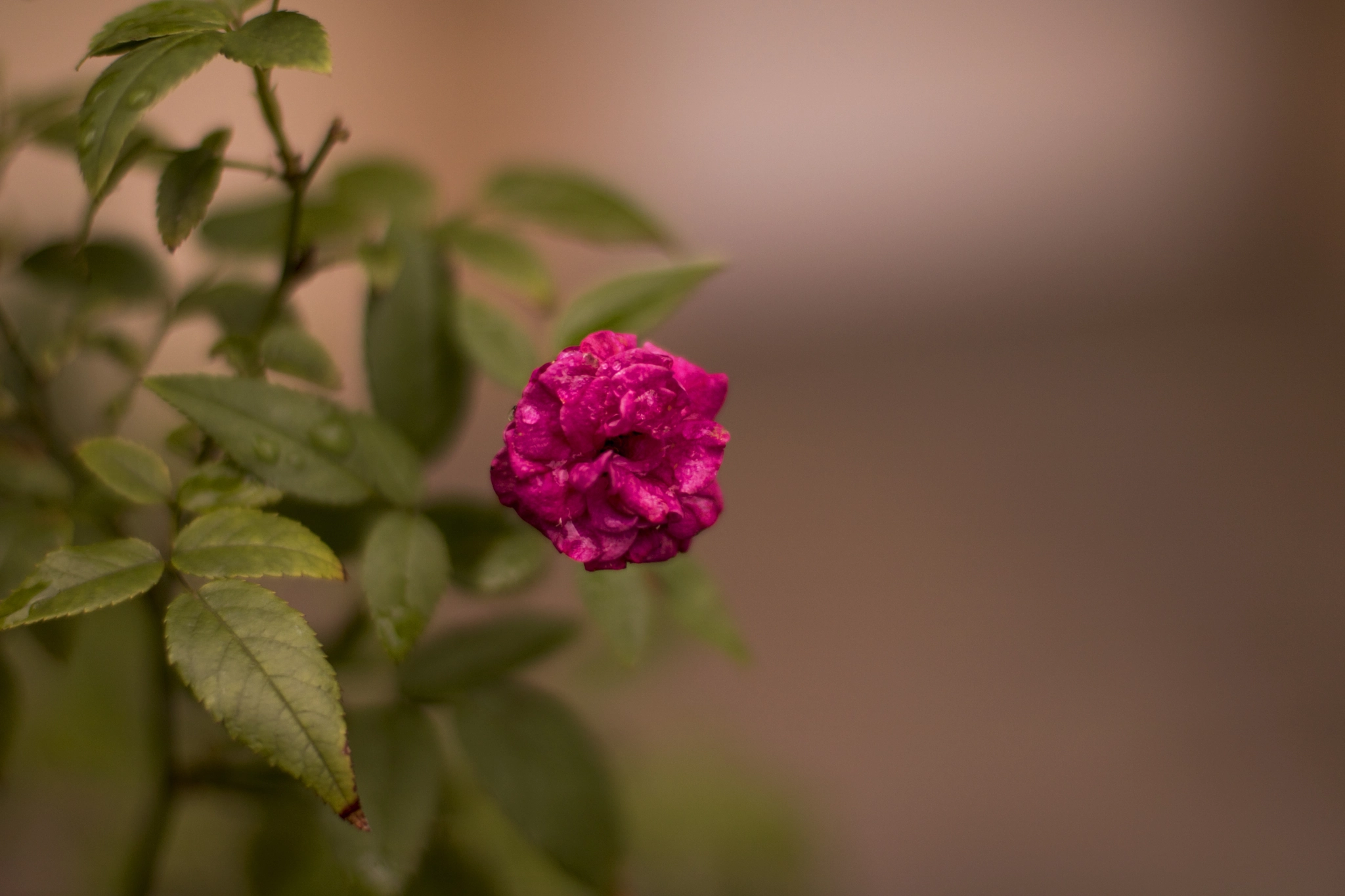 Canon EOS 750D (EOS Rebel T6i / EOS Kiss X8i) sample photo. Little pink rose photography