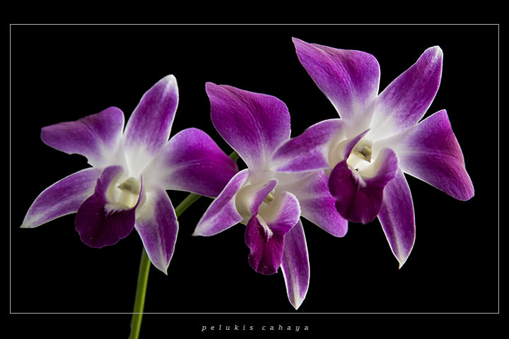 Nikon AF Nikkor 24-85mm F2.8-4D IF sample photo