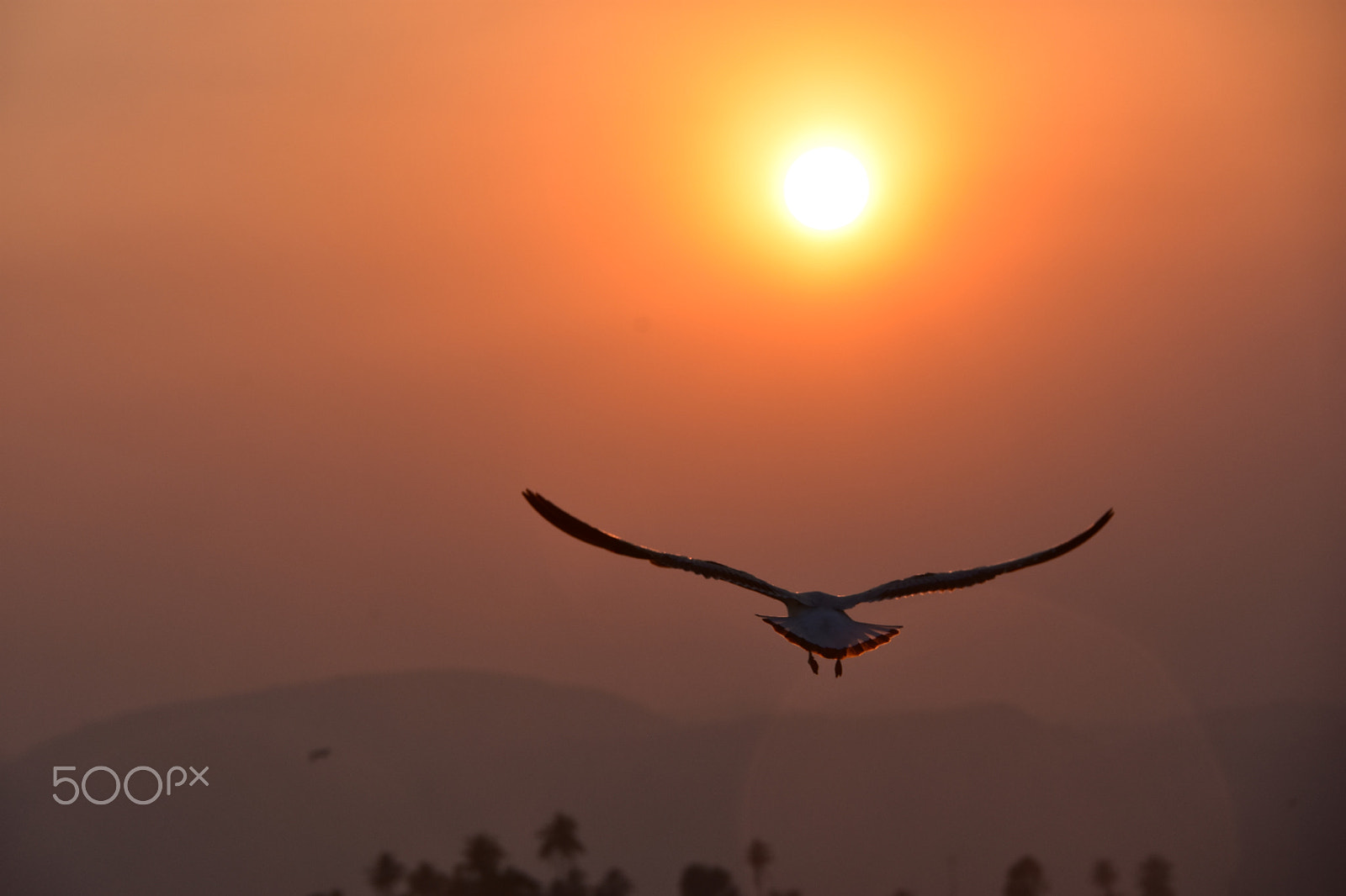Nikon D7200 sample photo. Bird flying to the sun at inle lake myanmar photography