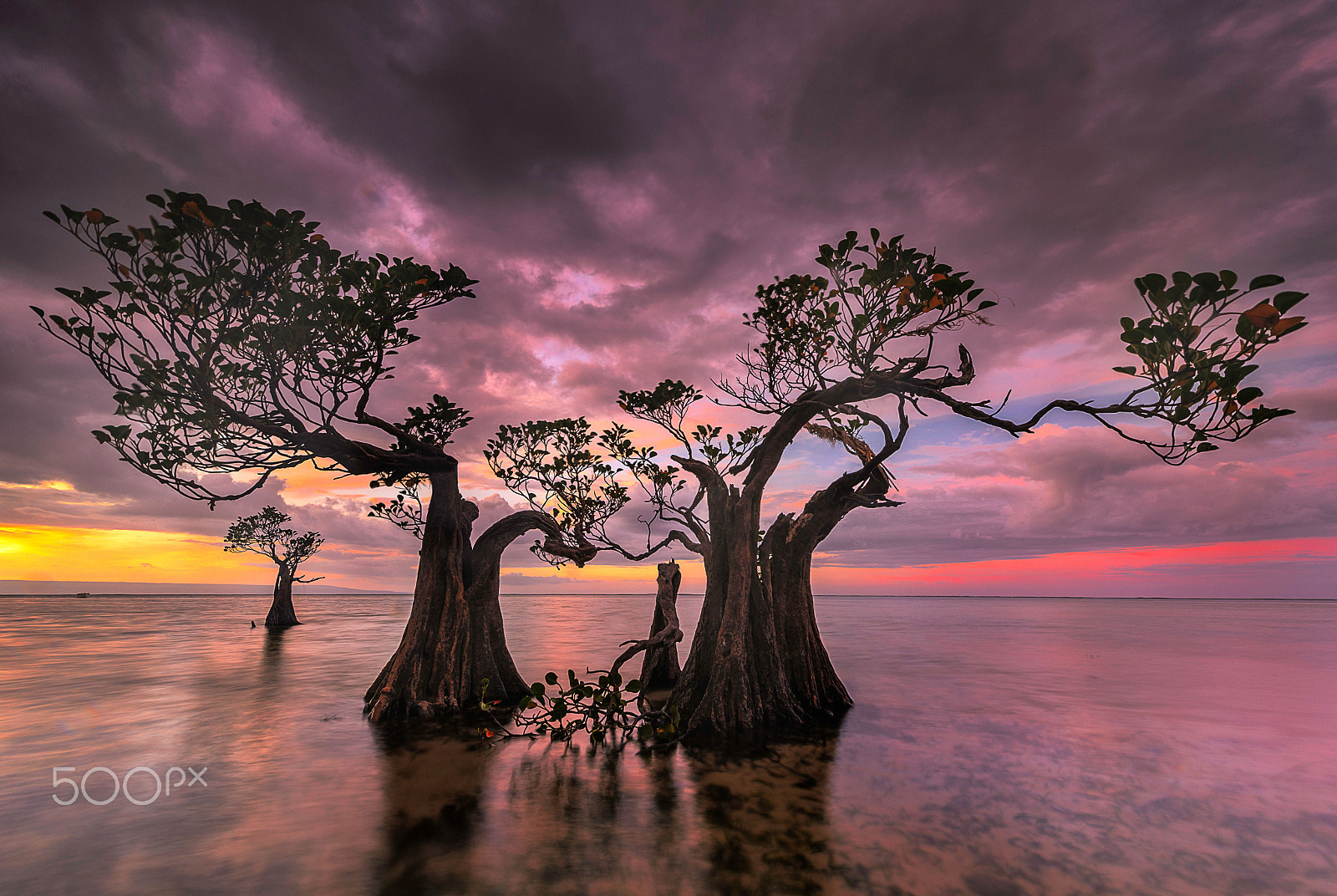 Nikon Df sample photo. The tree photography
