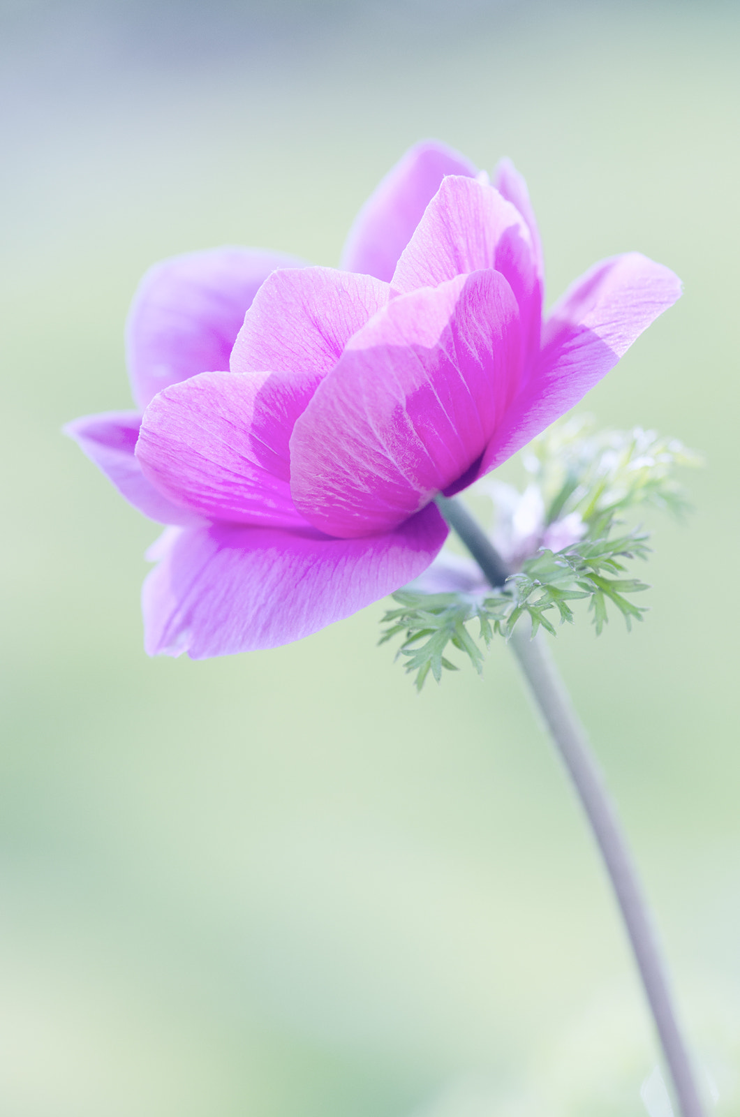 Nikon D7000 + Sigma 105mm F2.8 EX DG Macro sample photo. Spring anemone photography