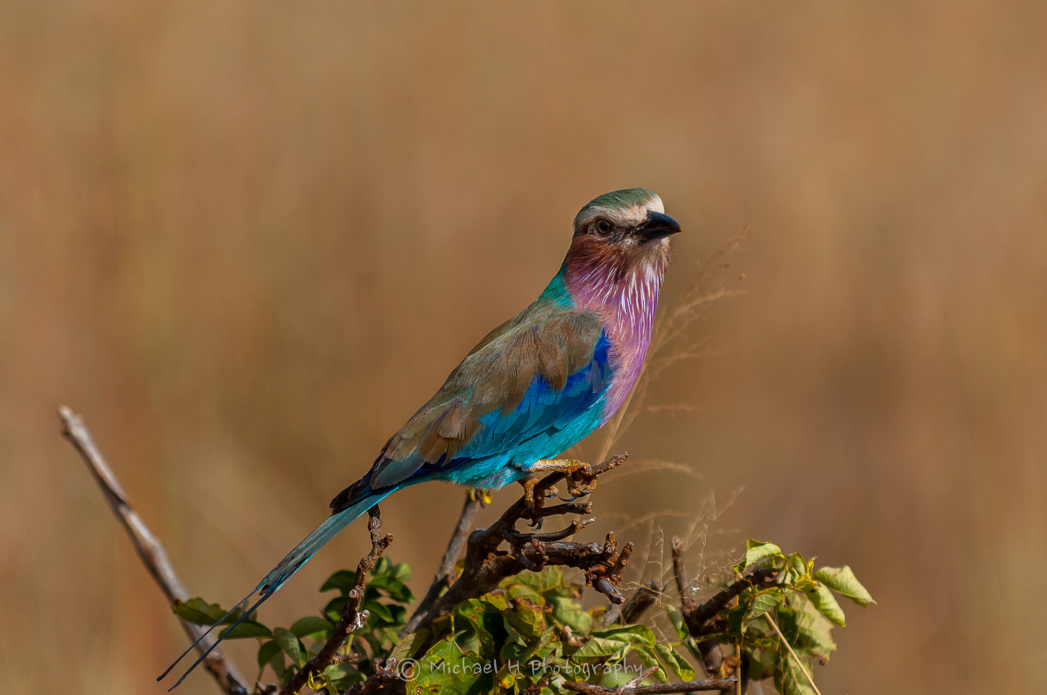 Nikon D90 sample photo. Little bird photography