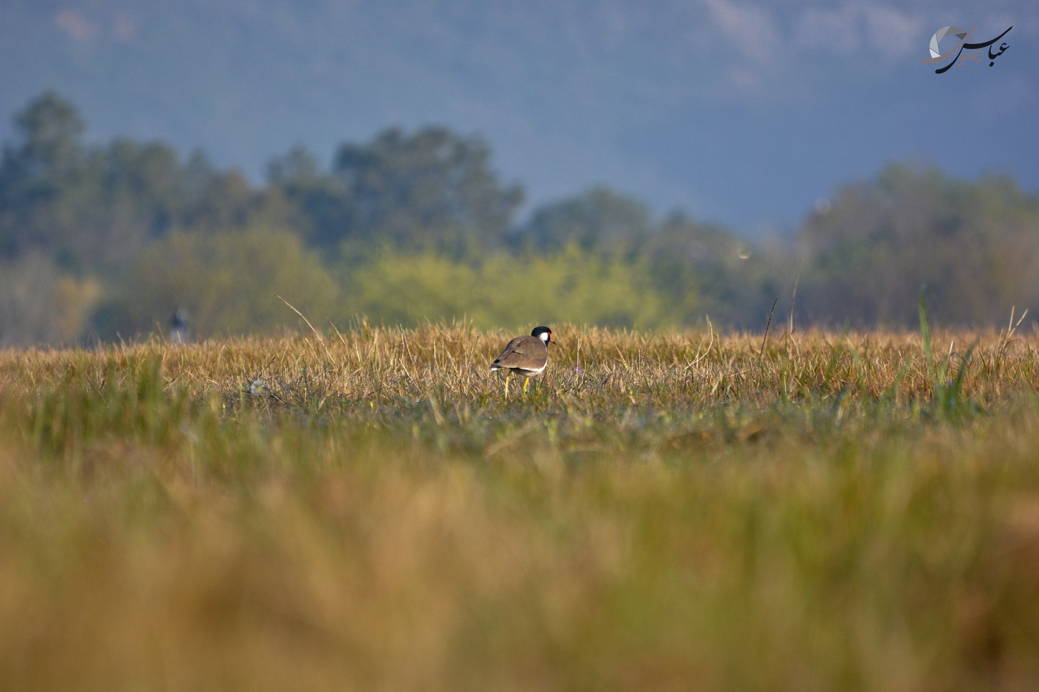 Nikon D7100 + Nikon AF-S Nikkor 70-300mm F4.5-5.6G VR sample photo. Red wattled lapwing photography