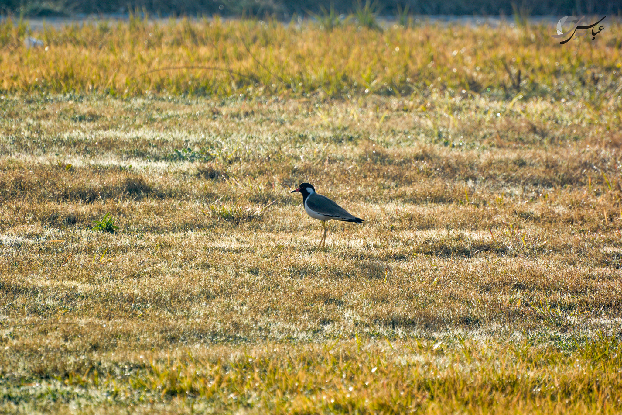 Nikon D7100 sample photo. Red wattled lapwing photography