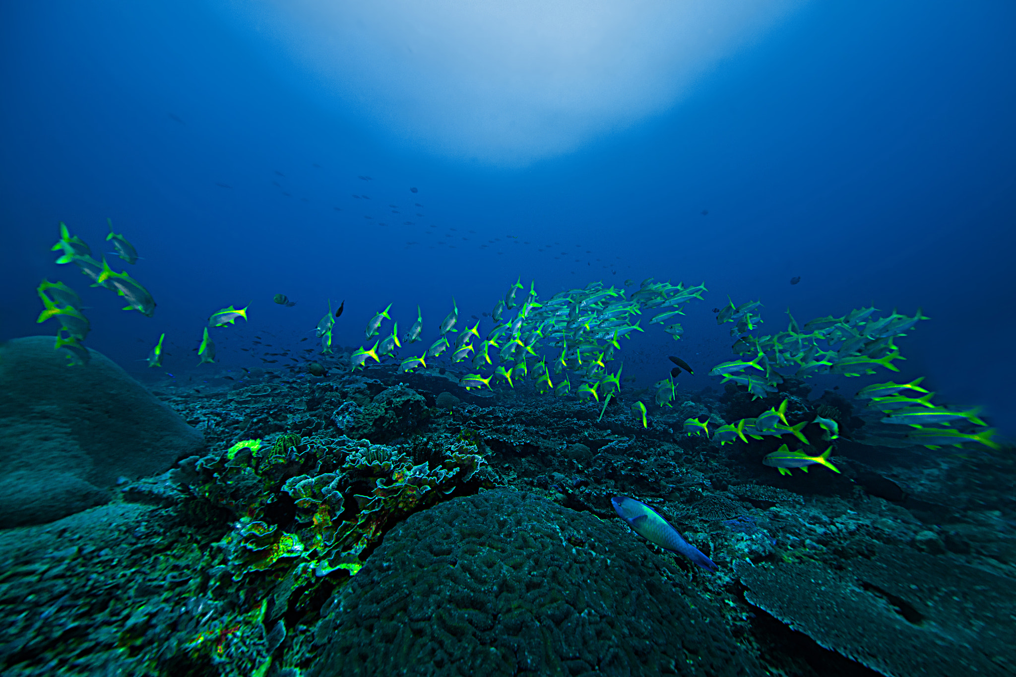 Canon EOS 5DS R + Canon EF 11-24mm F4L USM sample photo. The flock of fish, tepekong bali photography