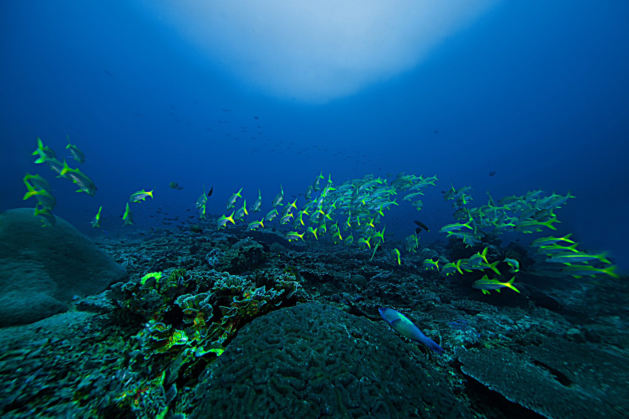 Canon EOS 5DS R sample photo. The flock of fish, tepekong bali photography