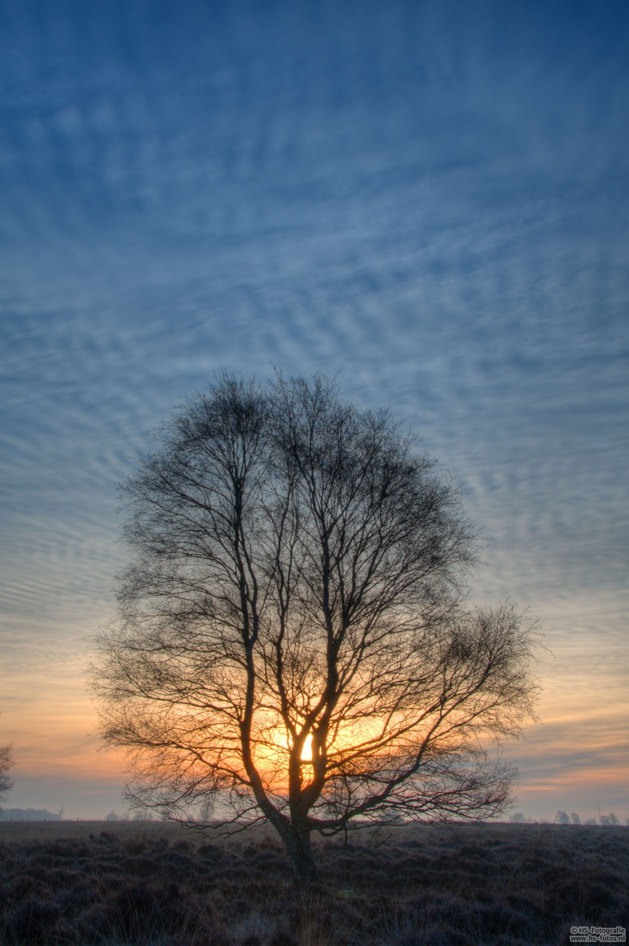 Nikon D500 sample photo. Sunrise behind the tree photography