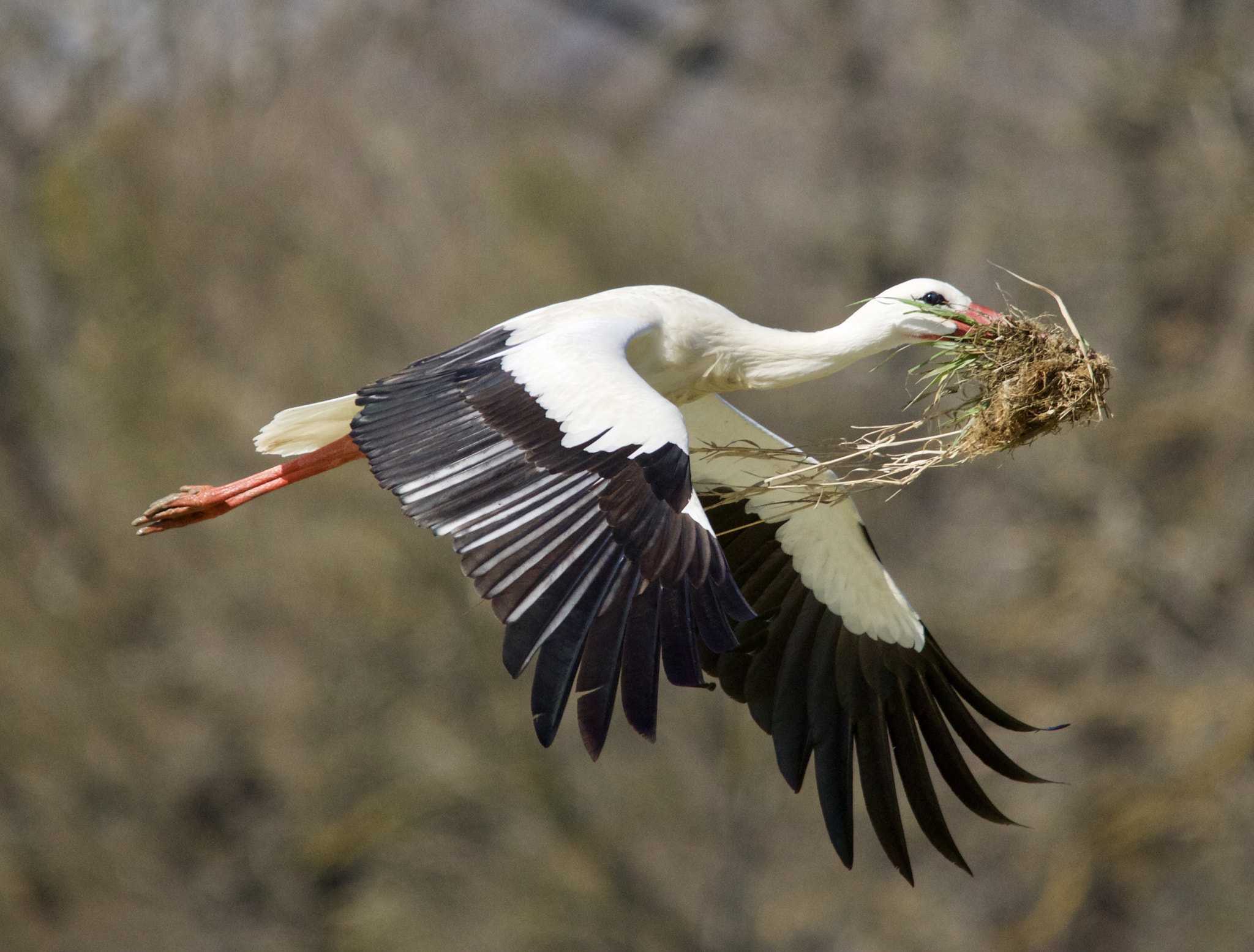 Sigma 150-500mm F5-6.3 DG OS HSM sample photo