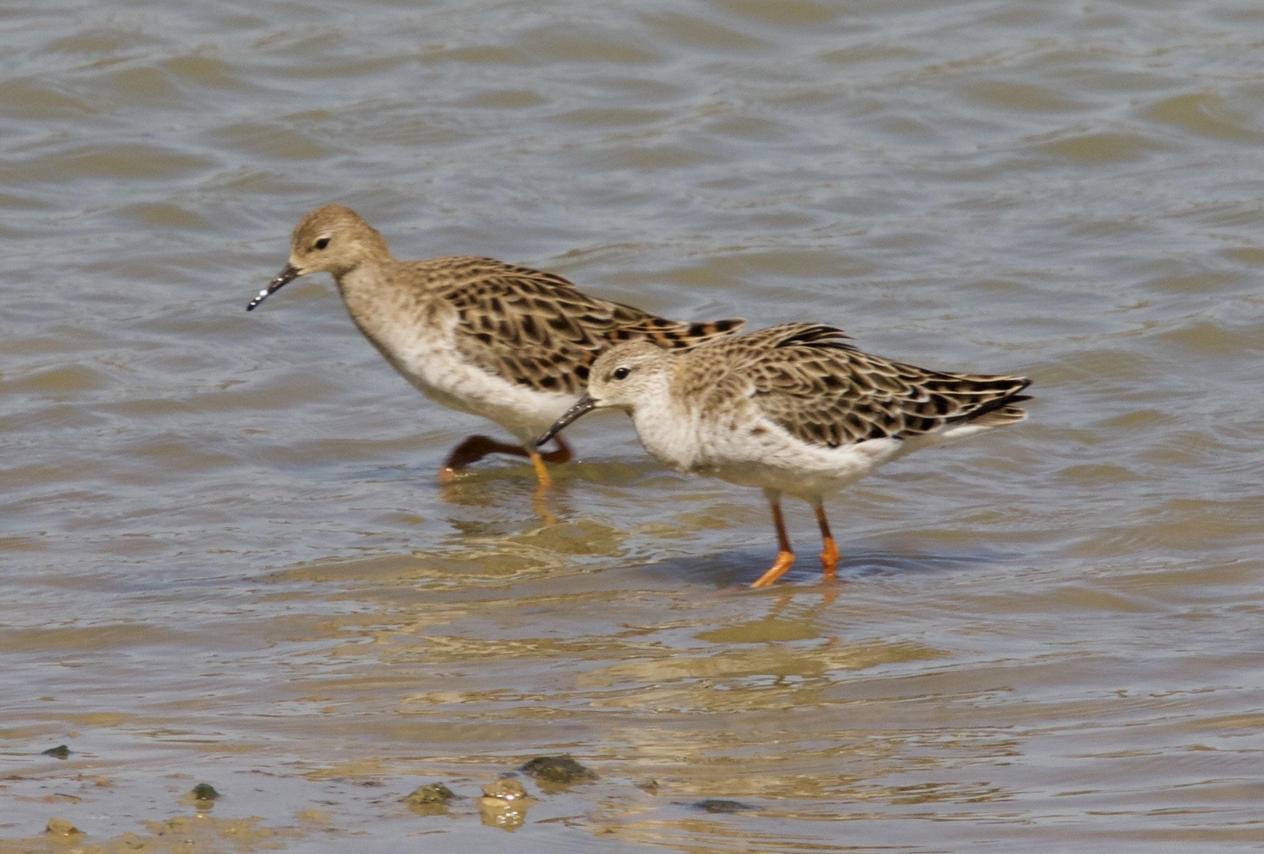 Sigma 150-500mm F5-6.3 DG OS HSM sample photo
