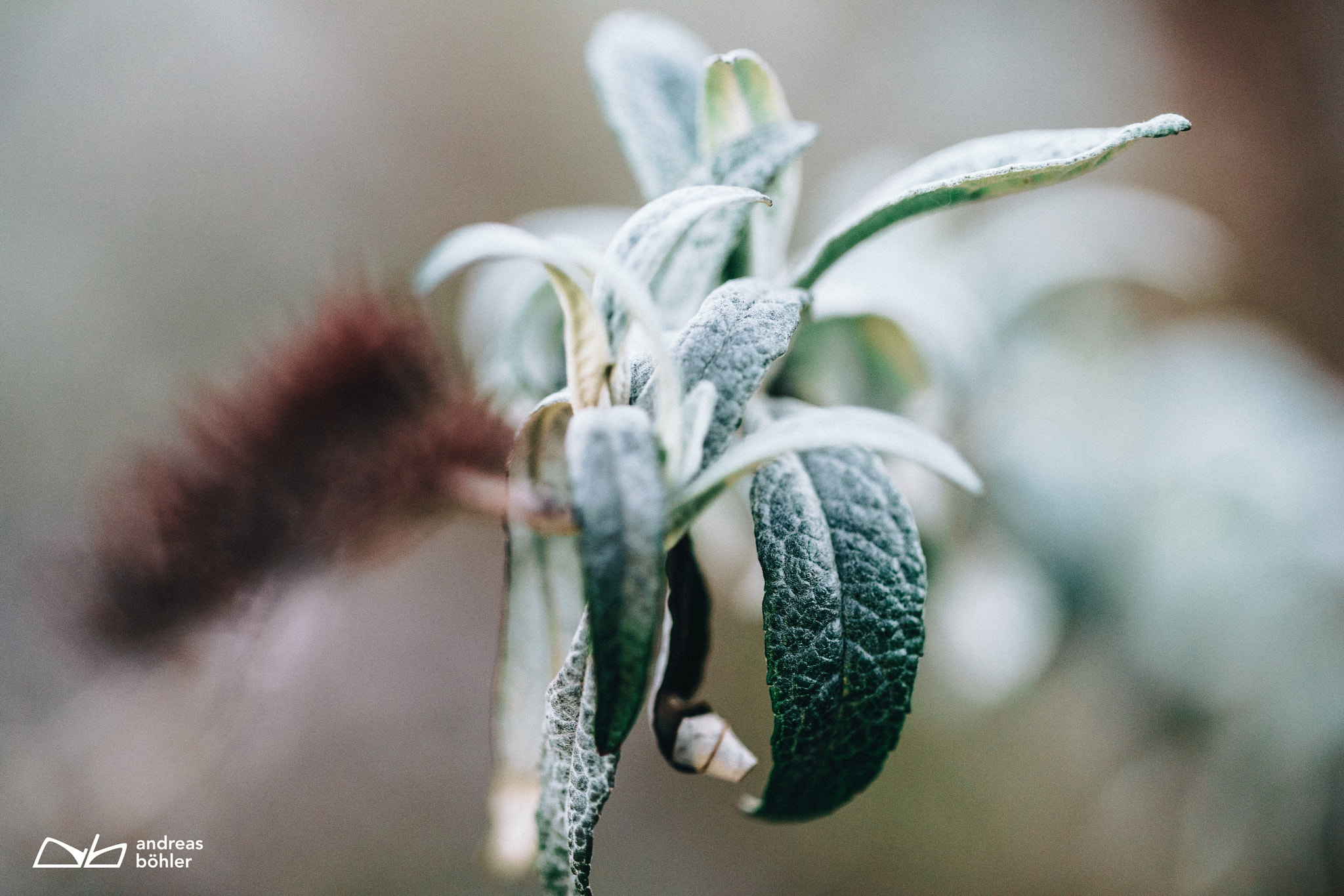 Canon EF 100mm F2.8L Macro IS USM sample photo. Rising plant photography