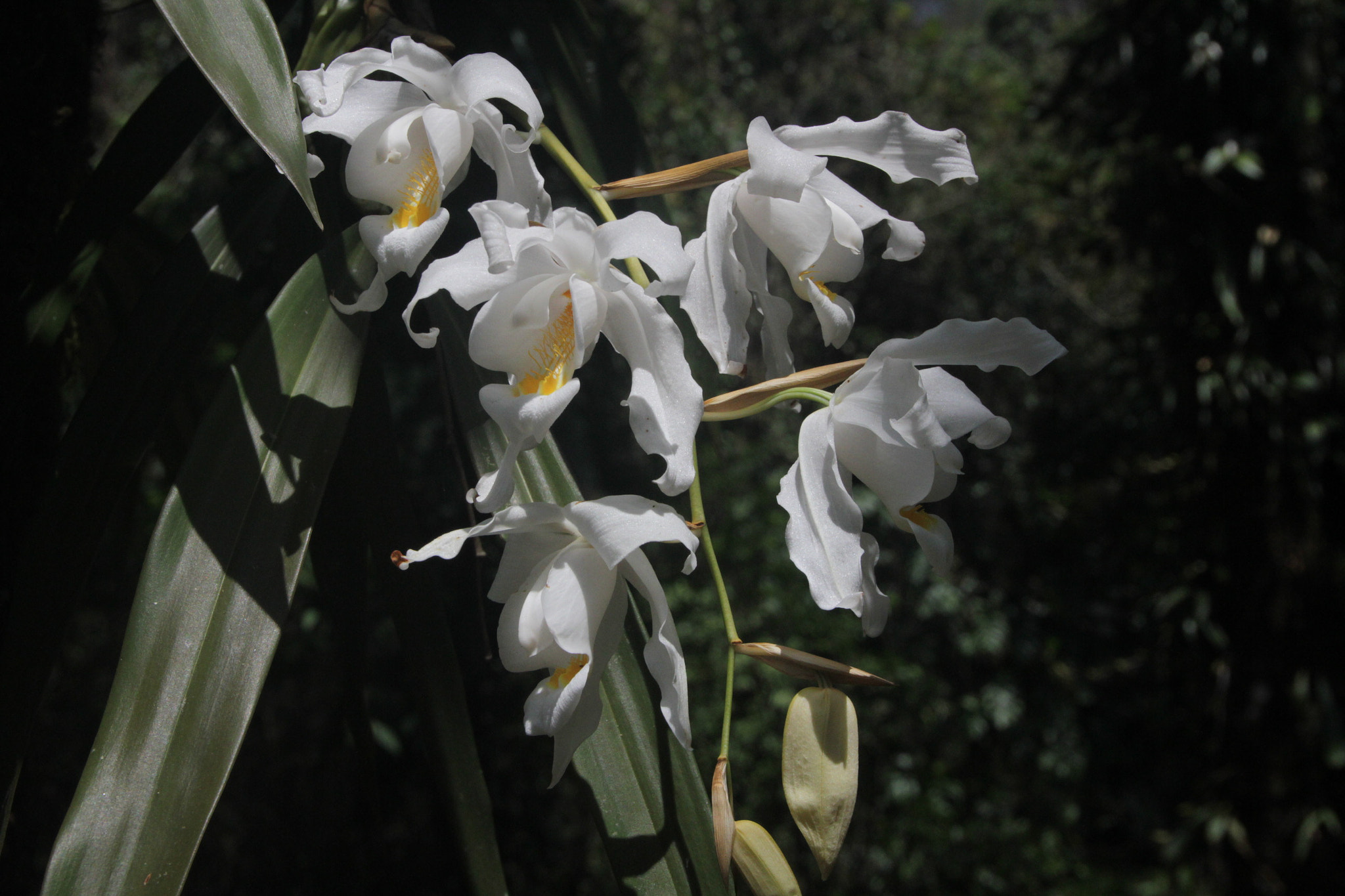 Sigma 18-250mm F3.5-6.3 DC OS HSM sample photo. Orchid bloom photography