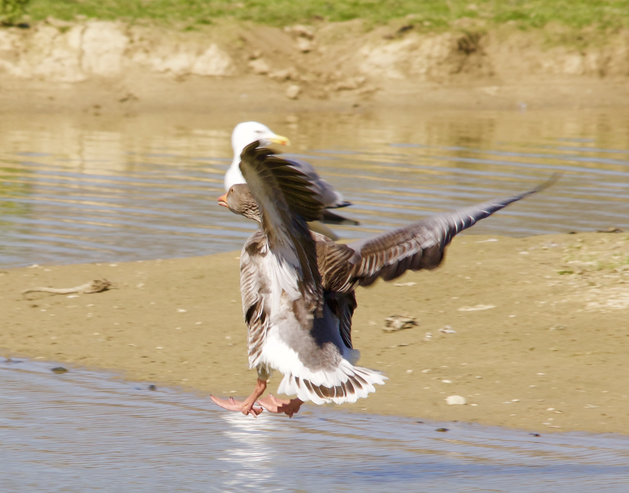 Sigma 150-500mm F5-6.3 DG OS HSM sample photo