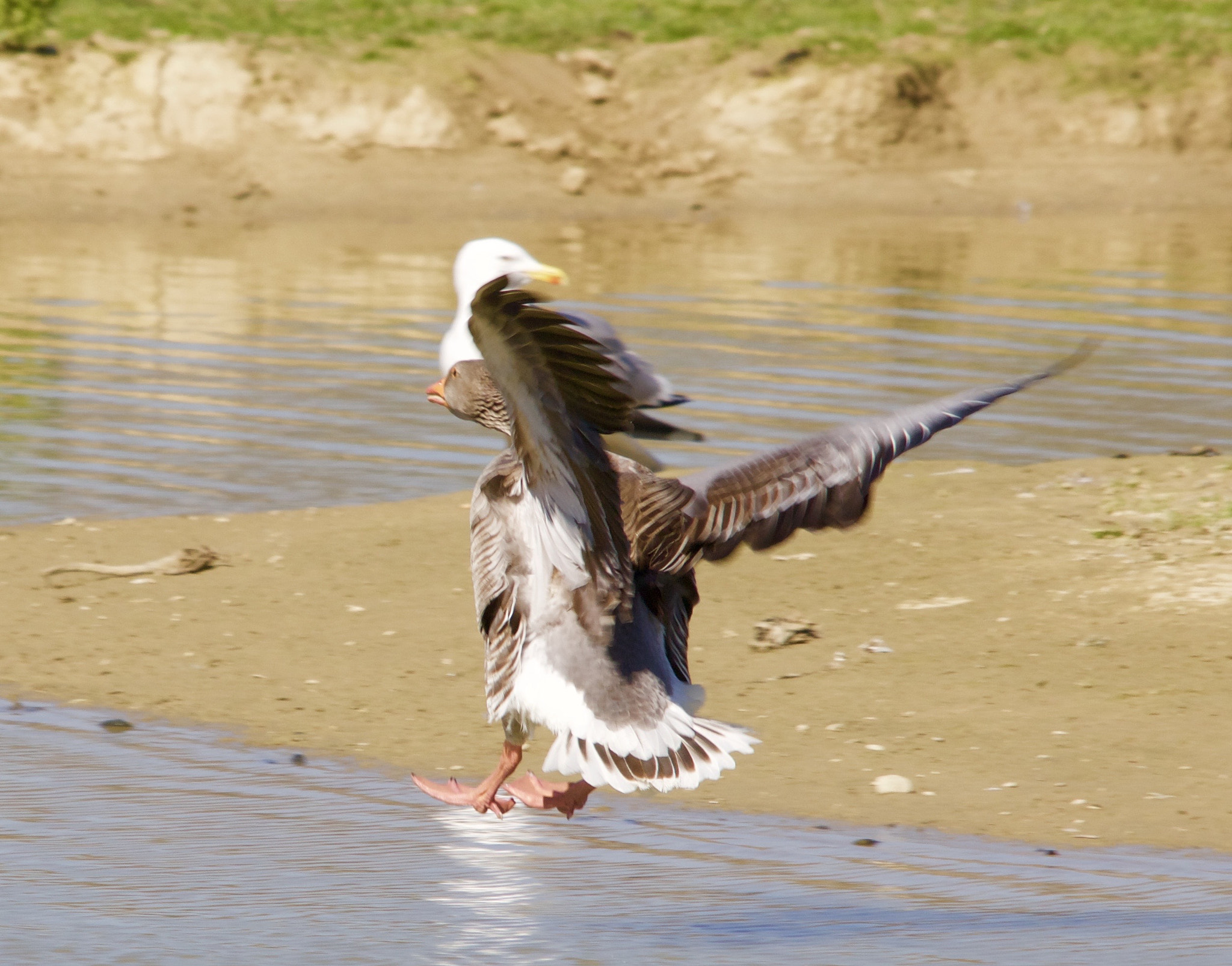 Canon EOS 70D + Sigma 150-500mm F5-6.3 DG OS HSM sample photo