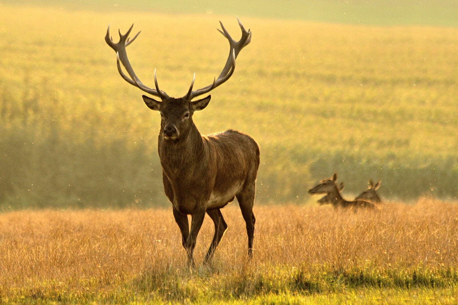 Canon EF 70-300mm F4-5.6 IS USM sample photo. Majestic photography