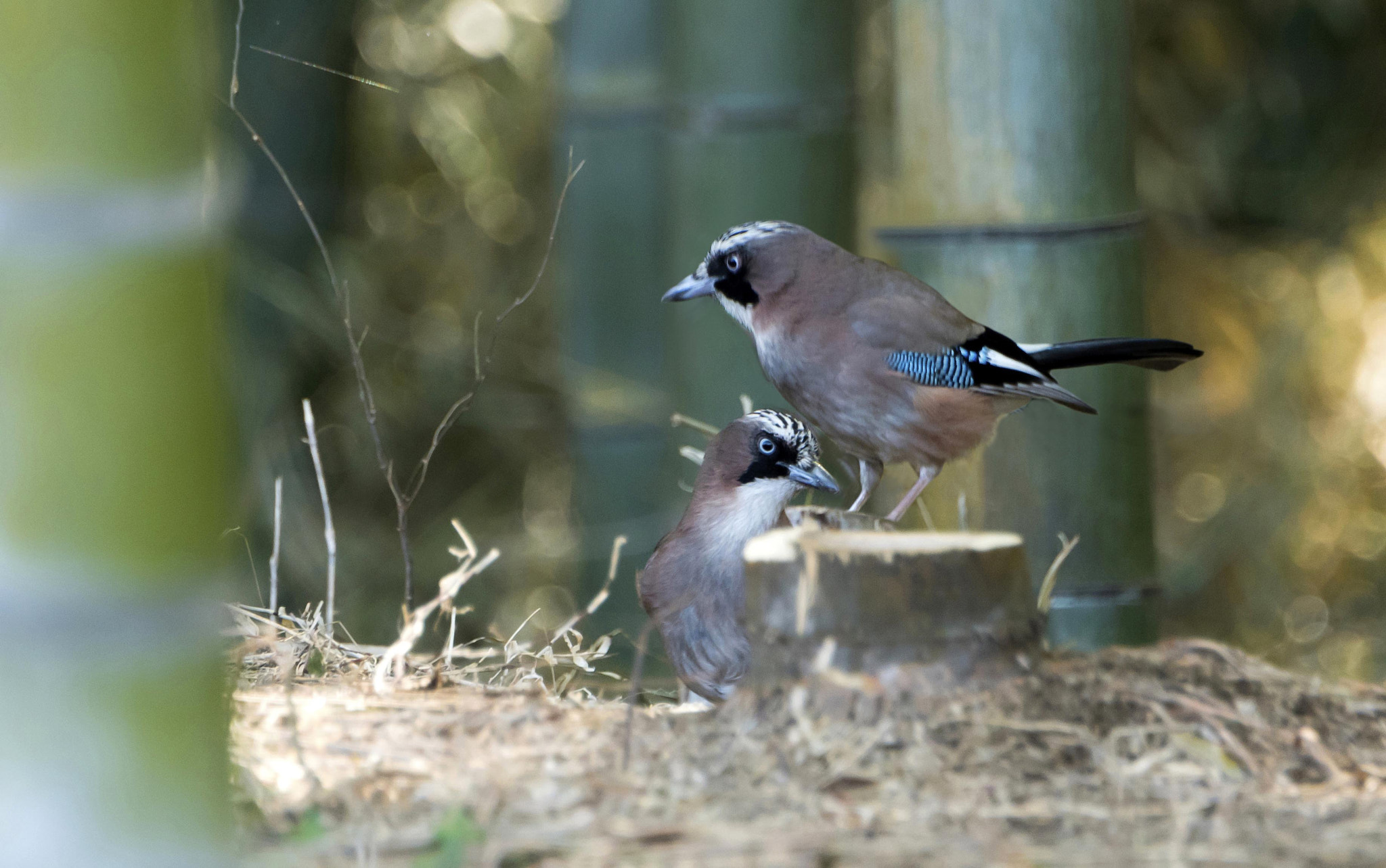 Nikon D500 sample photo. Garrulus glandarius photography