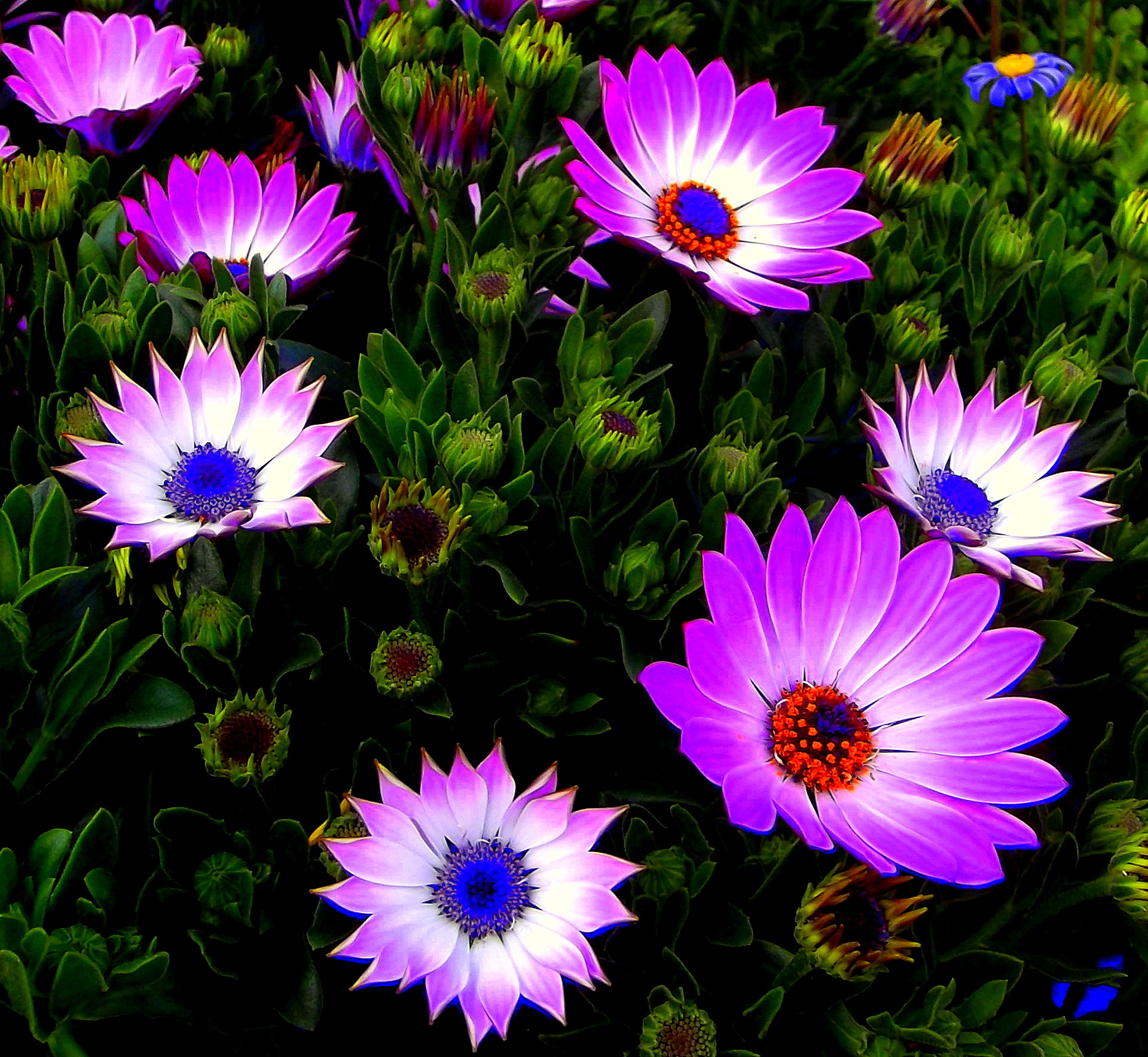 Fujifilm FinePix JX250 sample photo. Colori e fiori meravigliosi, in macro. photography