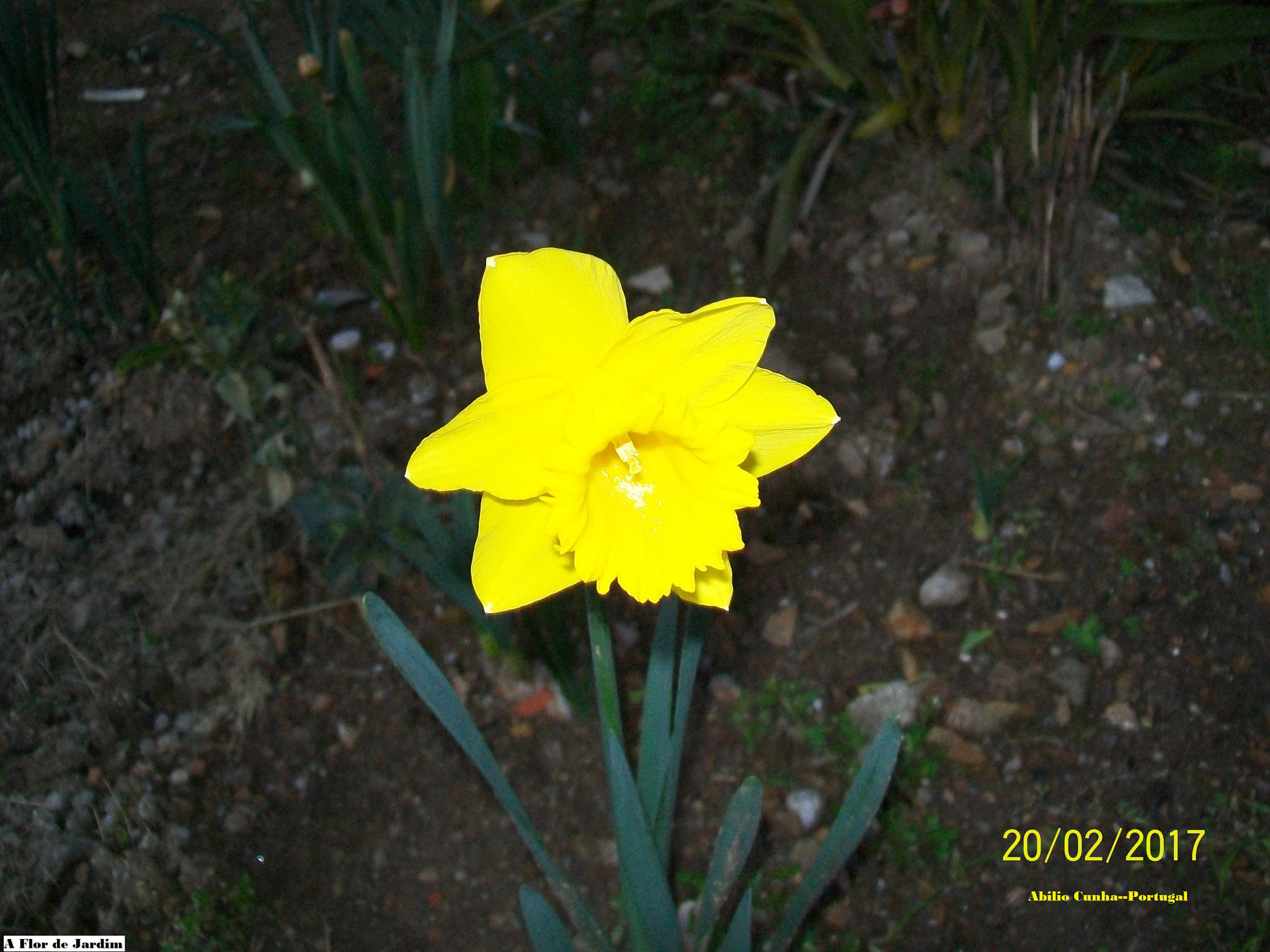 Kodak EasyShare C913 sample photo. A flor de jardim douro litoral portugal photography