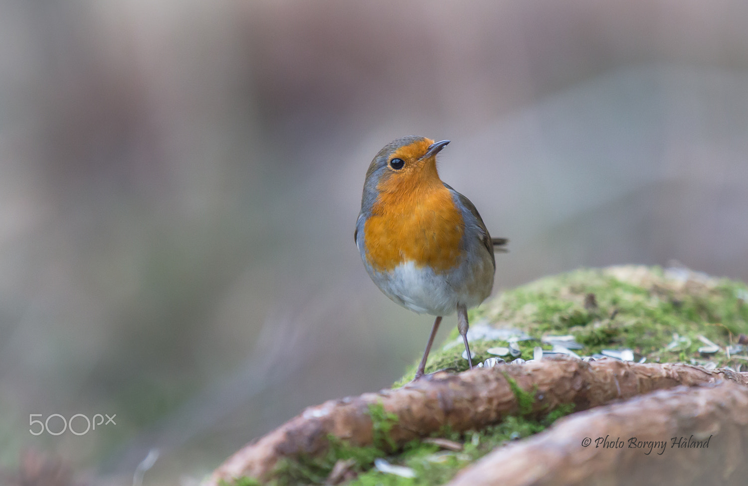 Canon EOS 6D + Canon EF 70-200mm F2.8L IS II USM sample photo. Rødstrupe / robin ! photography