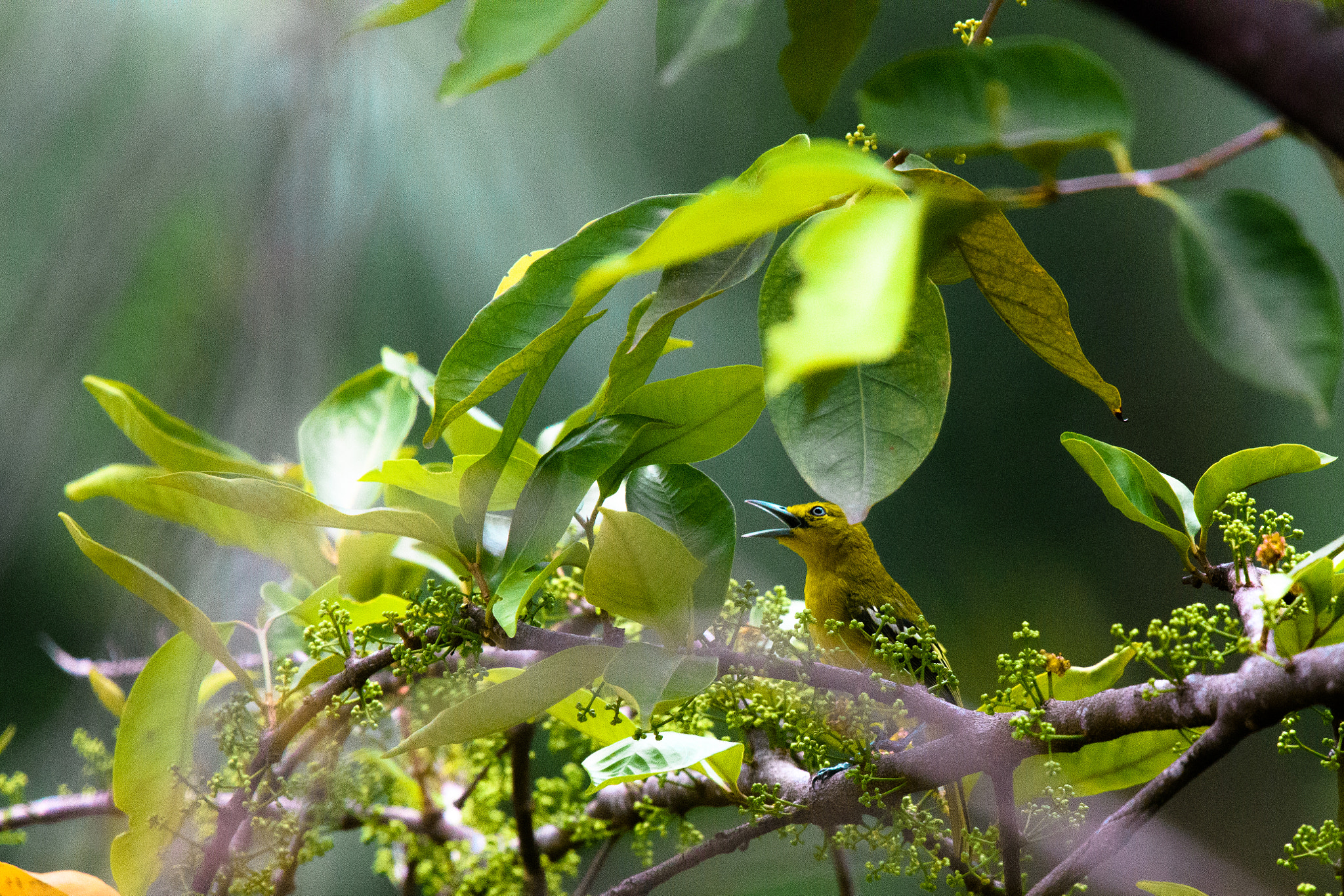 Nikon Nikkor AF-S 300mm F4E PF ED VR sample photo. God rays on a little yellow bird photography