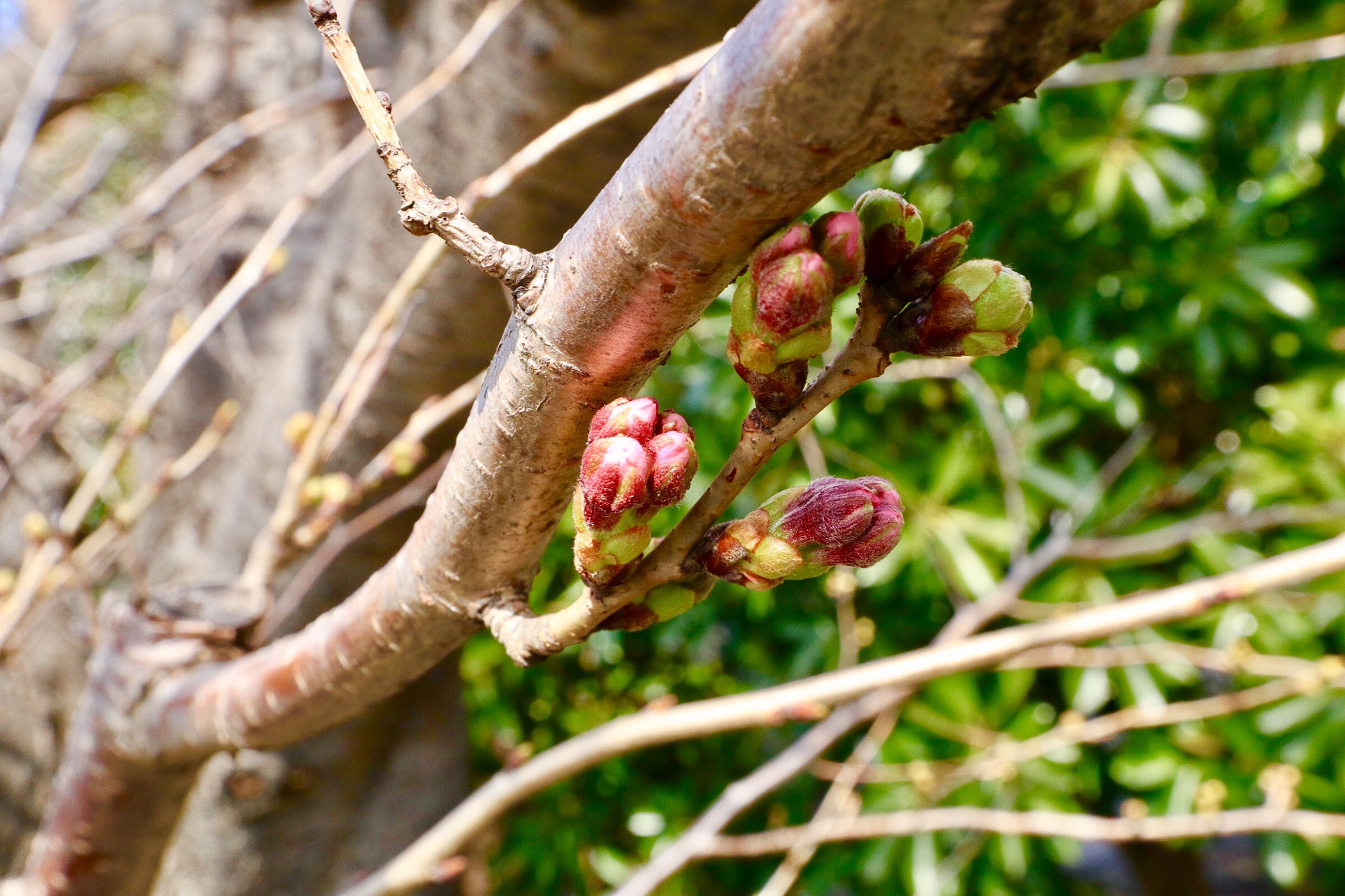 Canon EOS M5 + Canon EF-M 11-22mm F4-5.6 IS STM sample photo. The sprouting photography