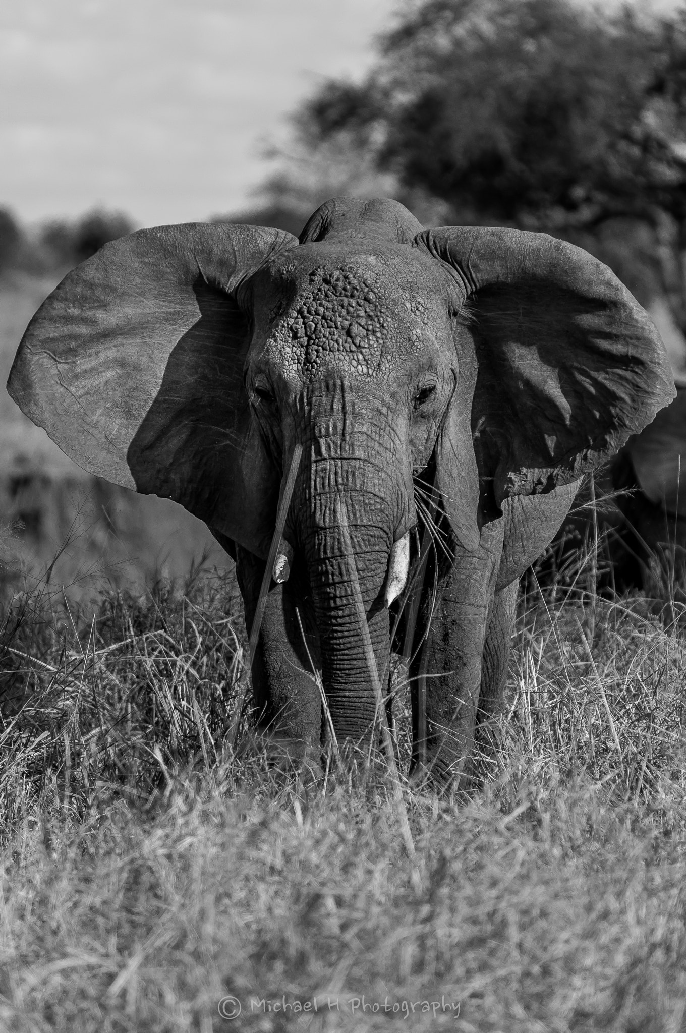 Nikon D90 sample photo. Hungry elephant photography