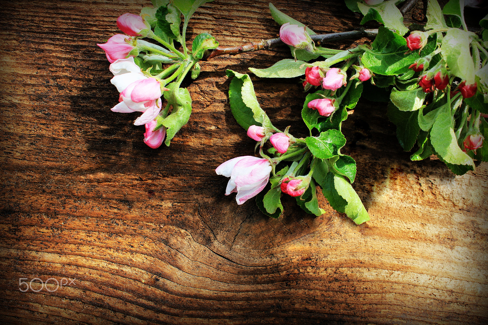 Canon EOS 550D (EOS Rebel T2i / EOS Kiss X4) + Canon EF 100-300mm f/5.6L sample photo. Spring flowering branch on wooden background. apple blossoms photography