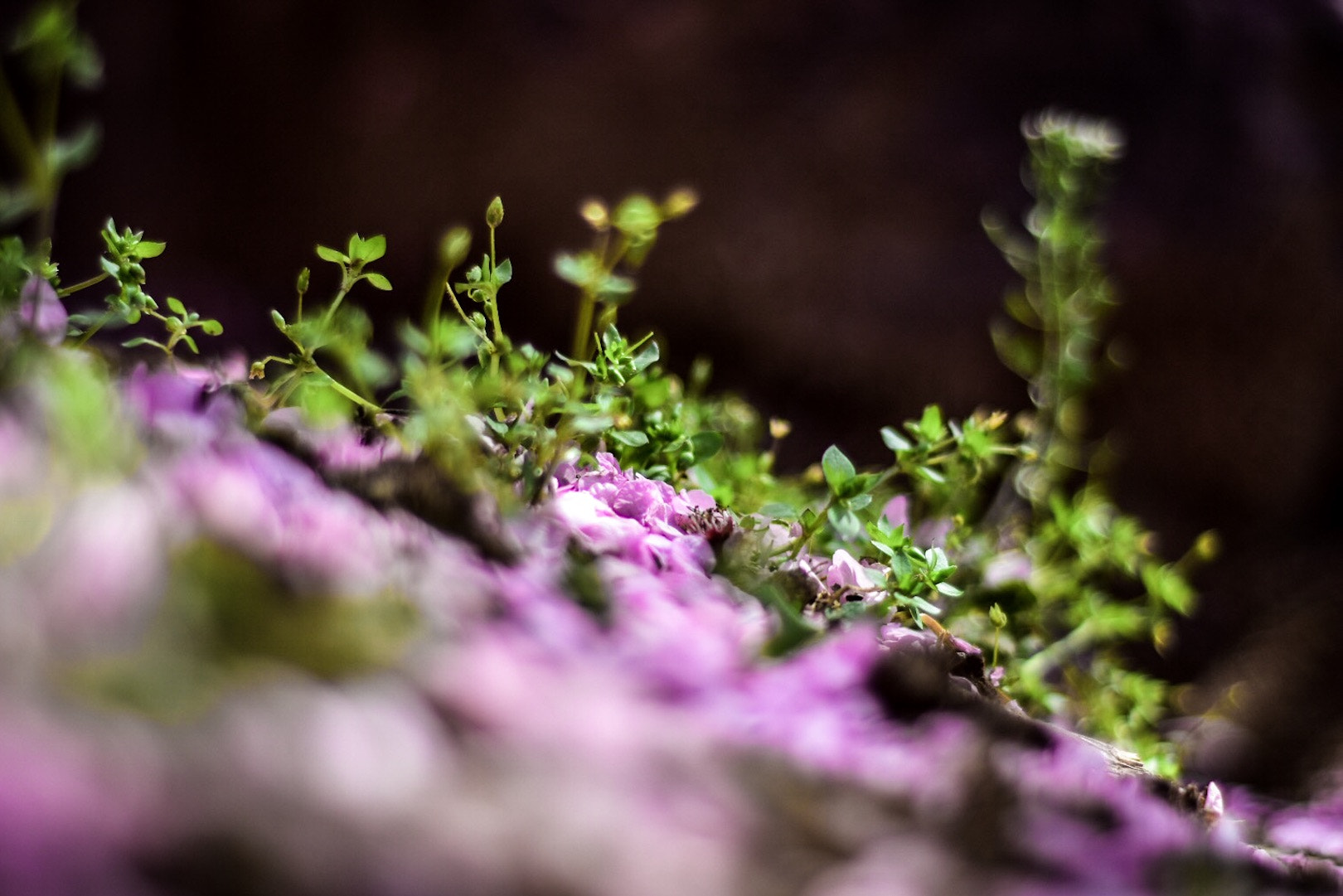 Nikon AF Nikkor 50mm F1.8D sample photo. The micro world photography
