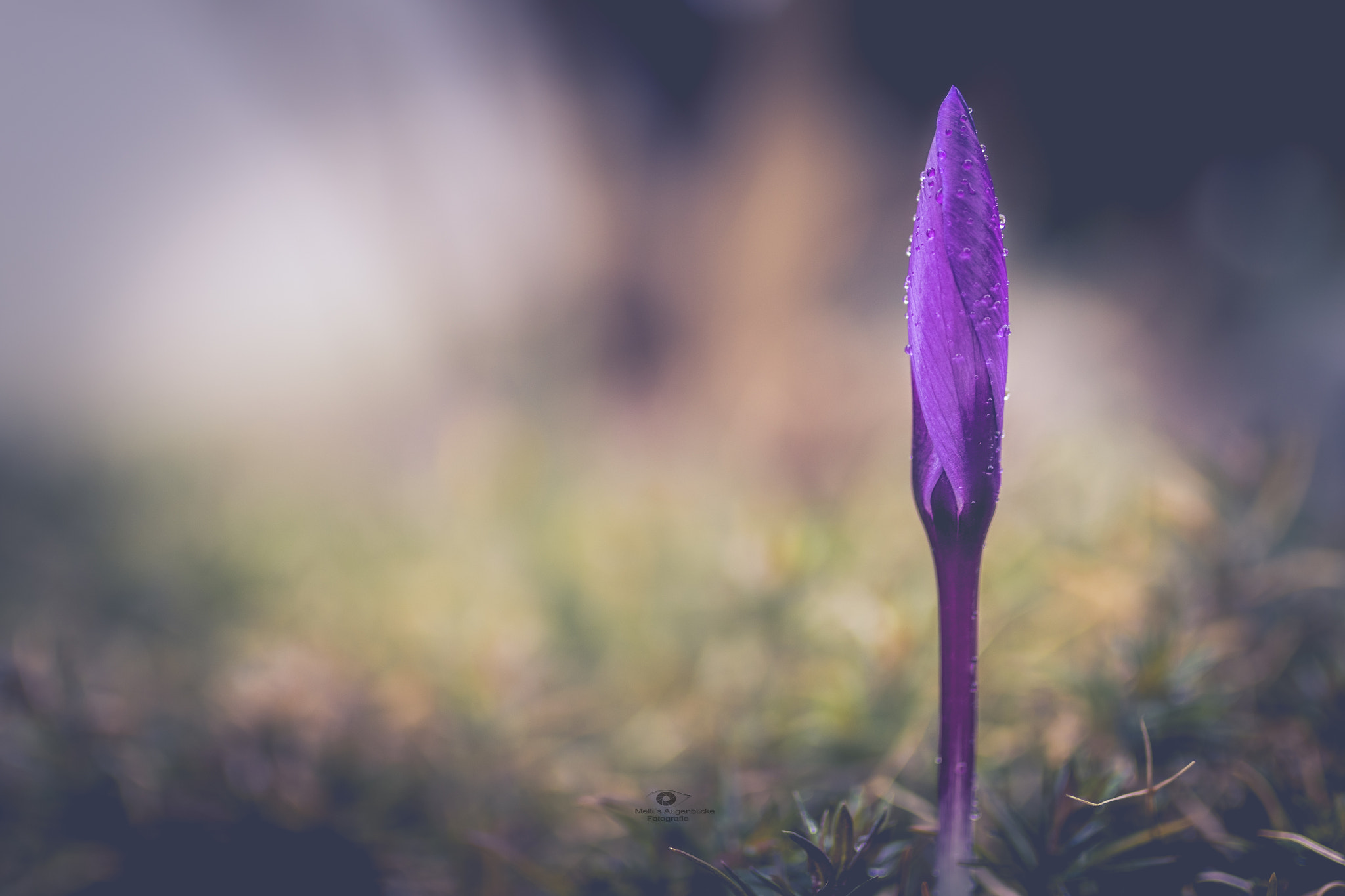 Sigma 35mm F1.4 DG HSM Art sample photo. Beauty of nature photography