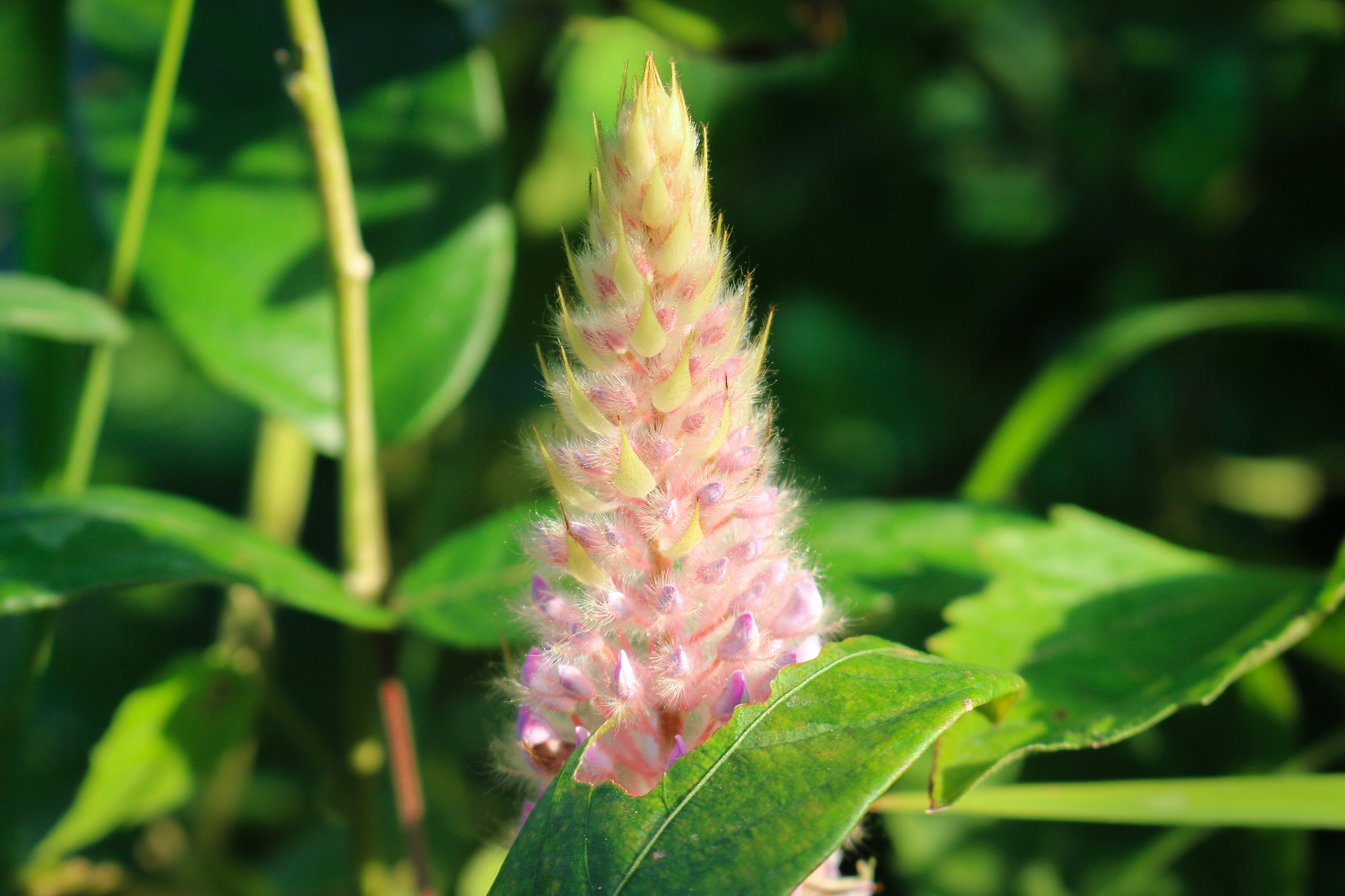 Canon EOS 700D (EOS Rebel T5i / EOS Kiss X7i) sample photo. Nbn photography