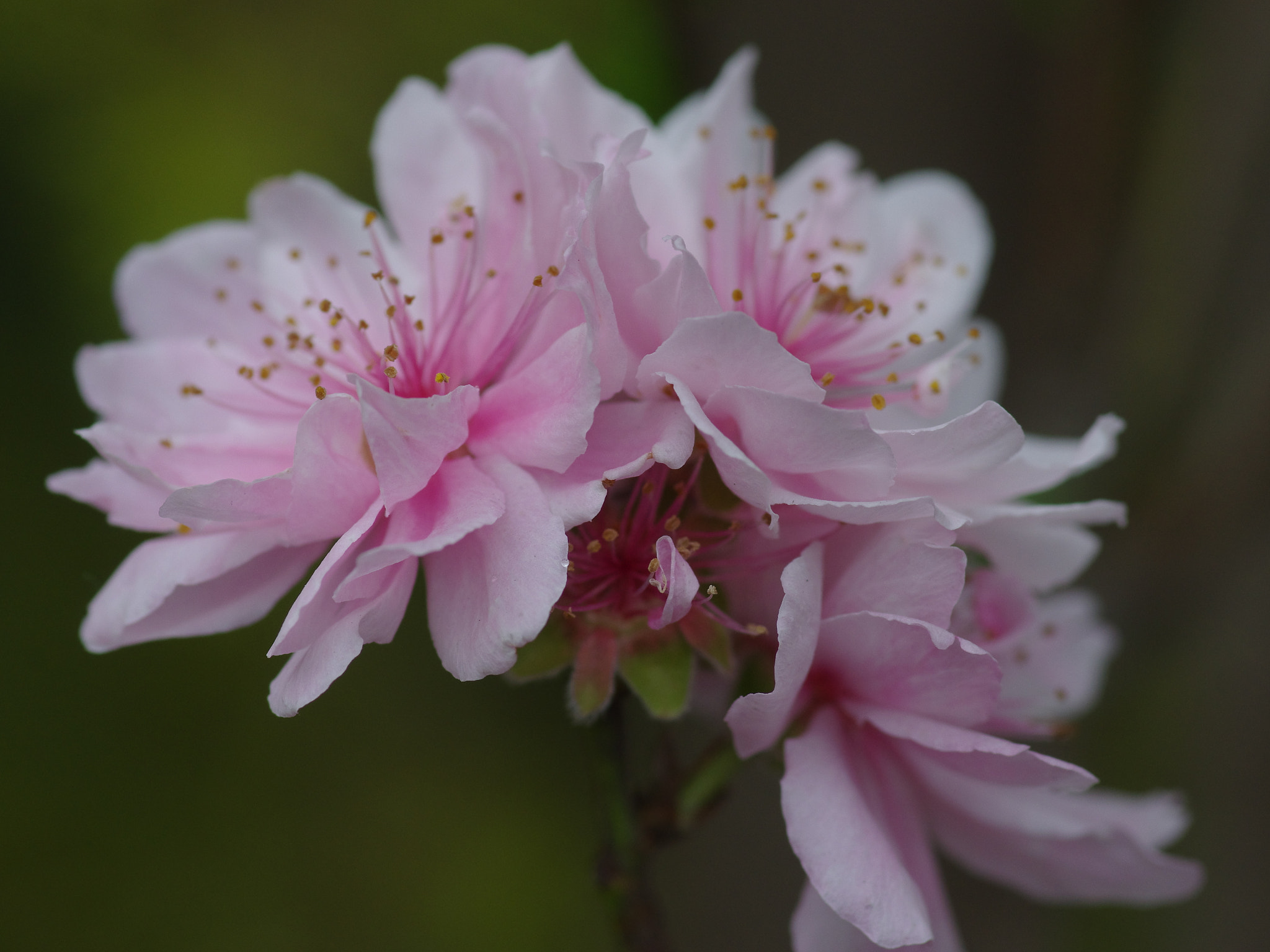 Pentax K-3 + Pentax smc D-FA 100mm F2.8 Macro WR sample photo