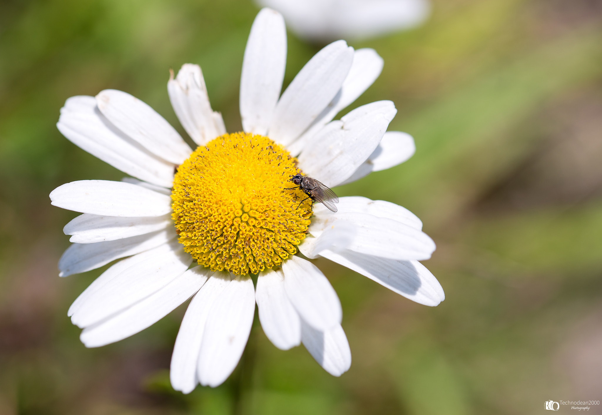 Sigma 105mm F2.8 EX DG OS HSM sample photo. Daisy photography