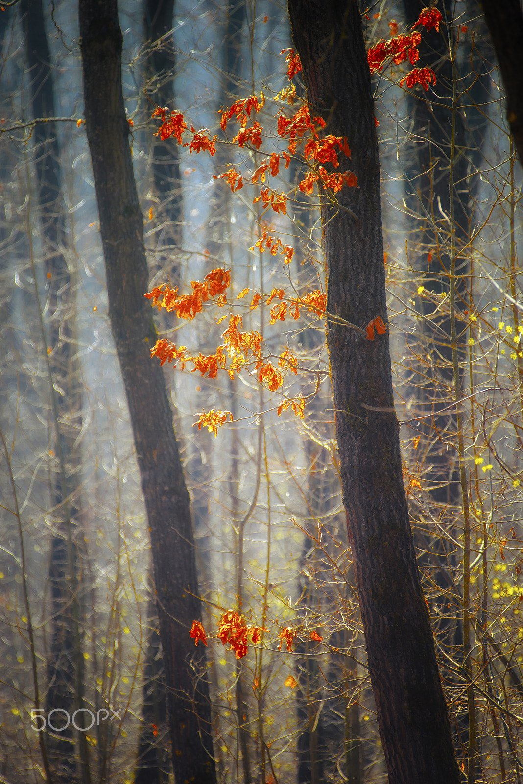 Nikon D610 + Sigma APO Tele Macro 400mm F5.6 sample photo. In the forest photography