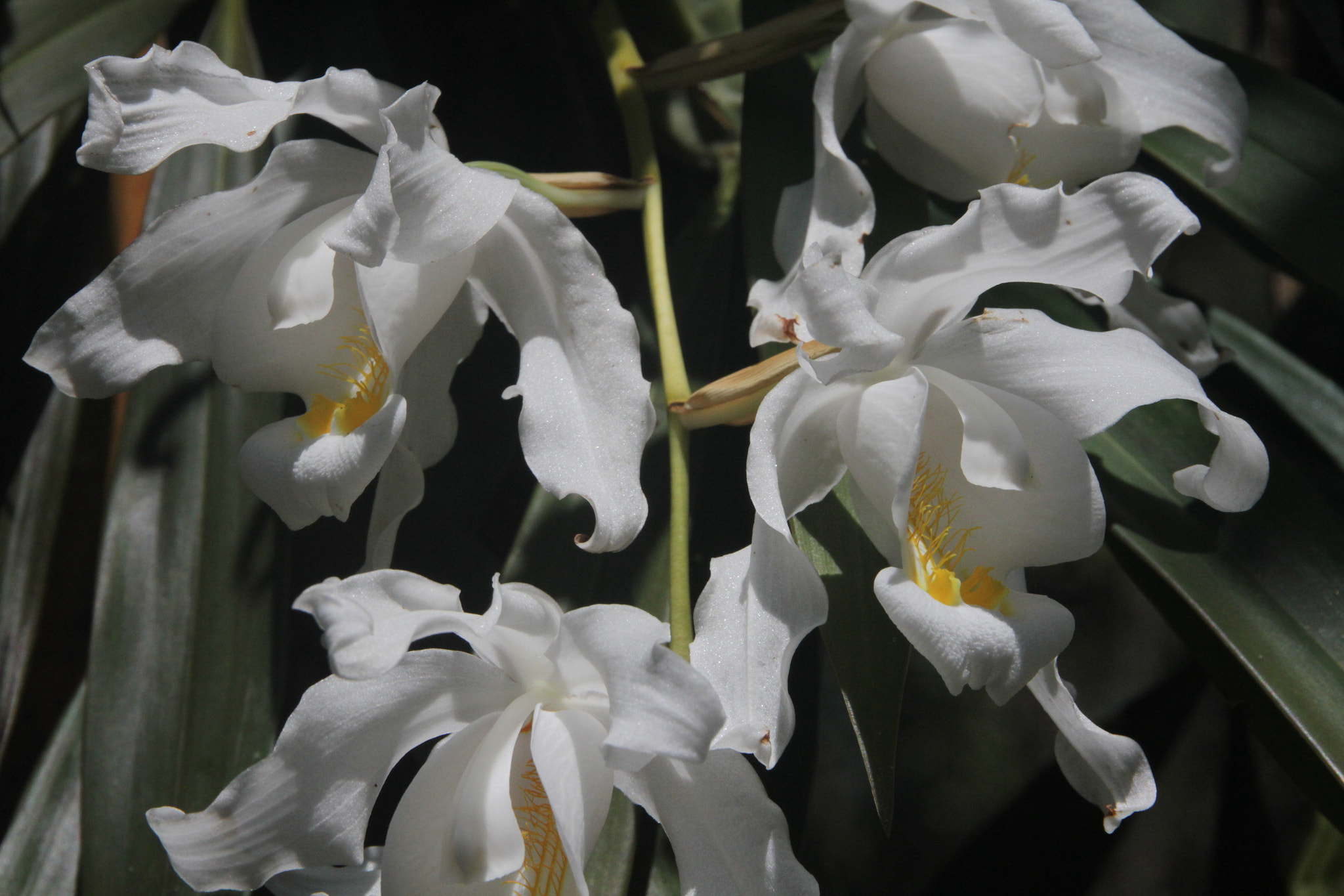 Sigma 18-250mm F3.5-6.3 DC OS HSM sample photo. Orchid photography