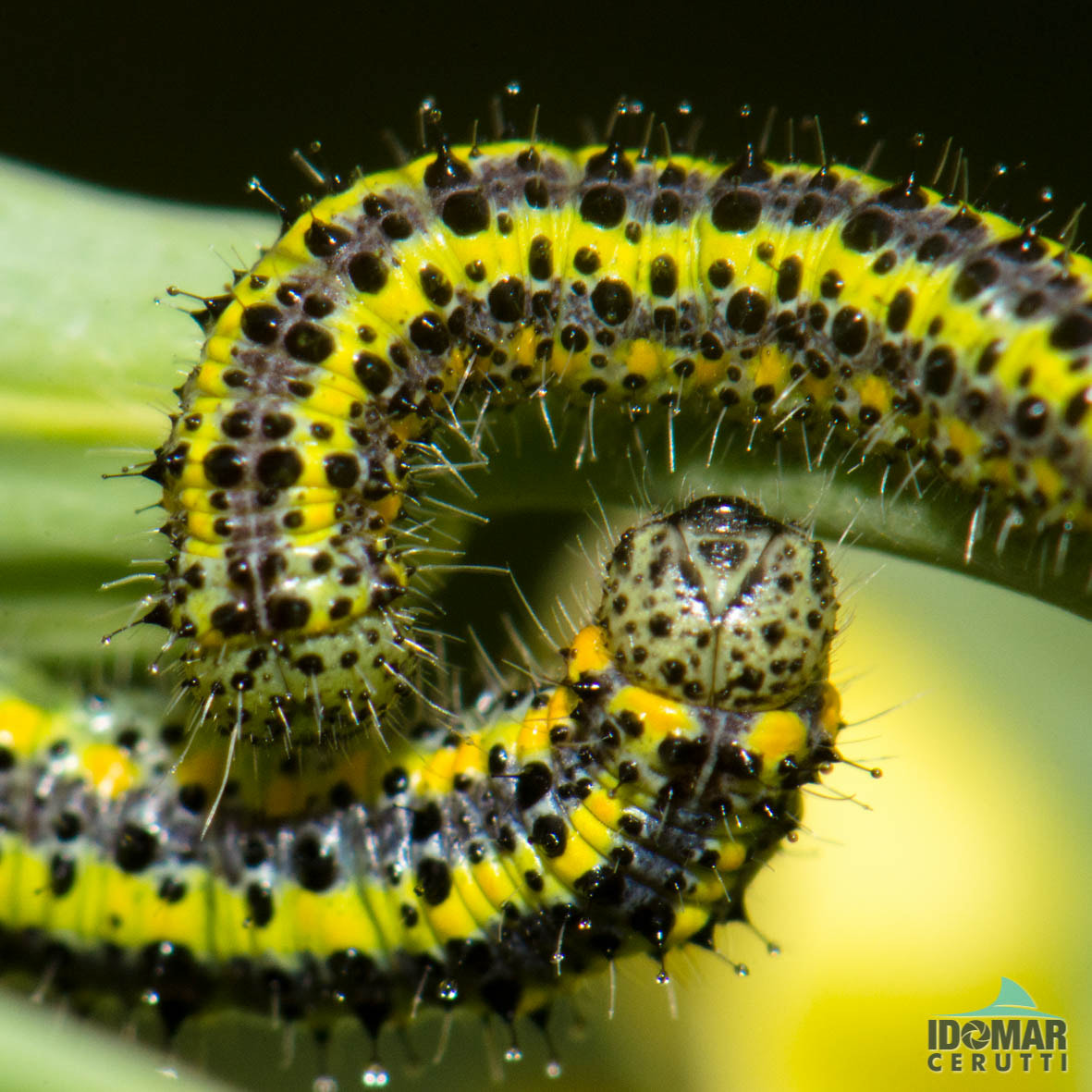 Nikon AF-S Micro-Nikkor 105mm F2.8G IF-ED VR sample photo. Caterpillar photography