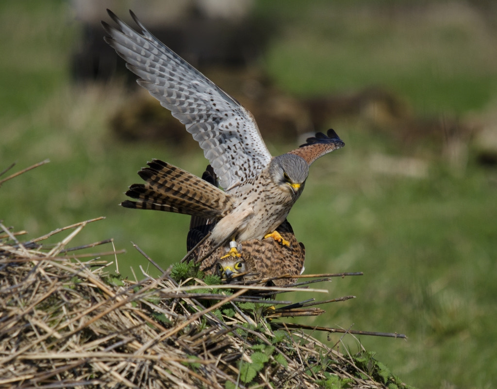 Sigma 150-500mm F5-6.3 DG OS HSM sample photo. Torenvalken photography