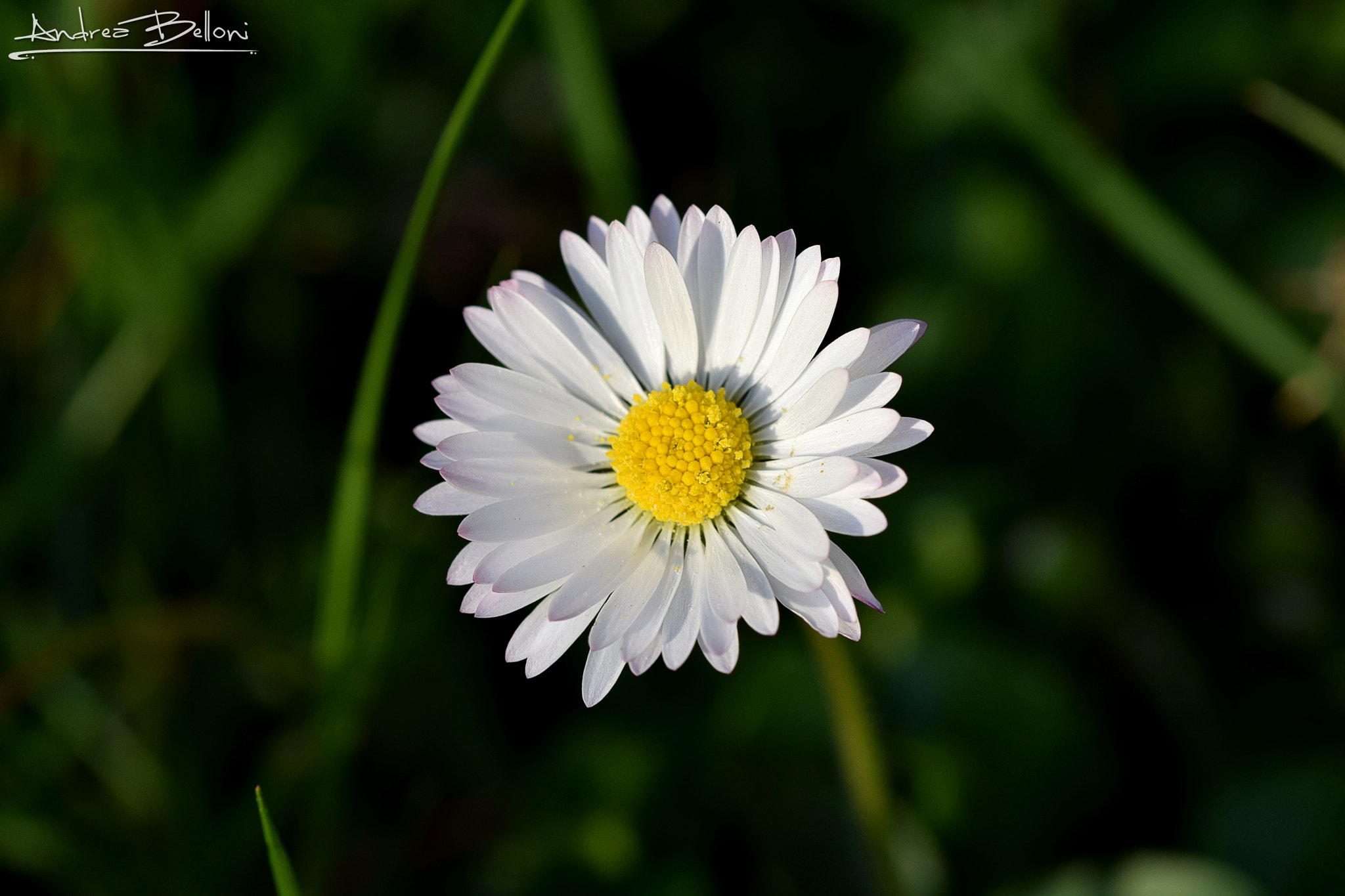 Sigma 105mm F2.8 EX DG OS HSM sample photo. Alone daisy photography
