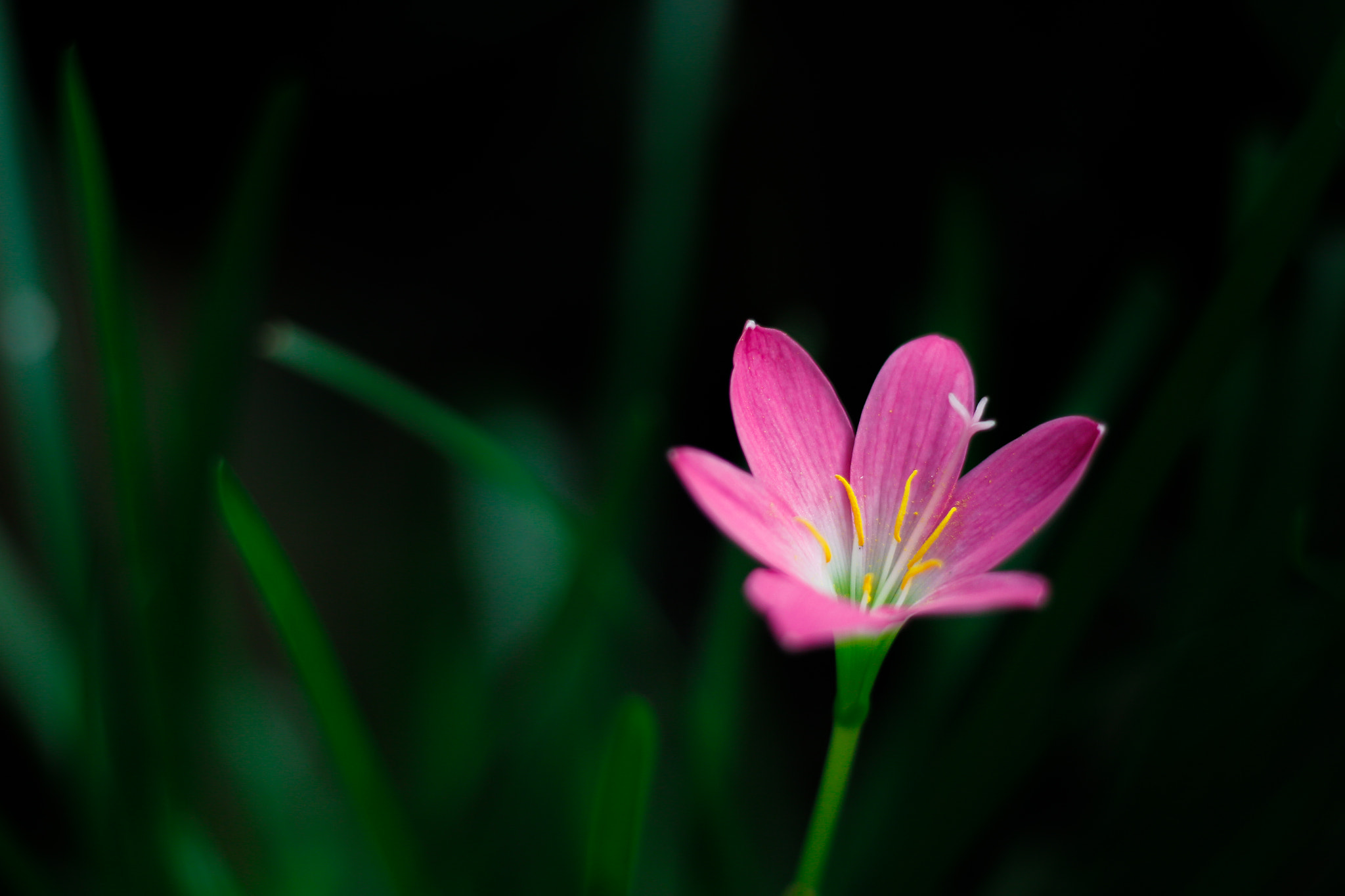 Canon EOS 700D (EOS Rebel T5i / EOS Kiss X7i) + Canon EF 50mm F1.8 STM sample photo. Pink rain lily photography