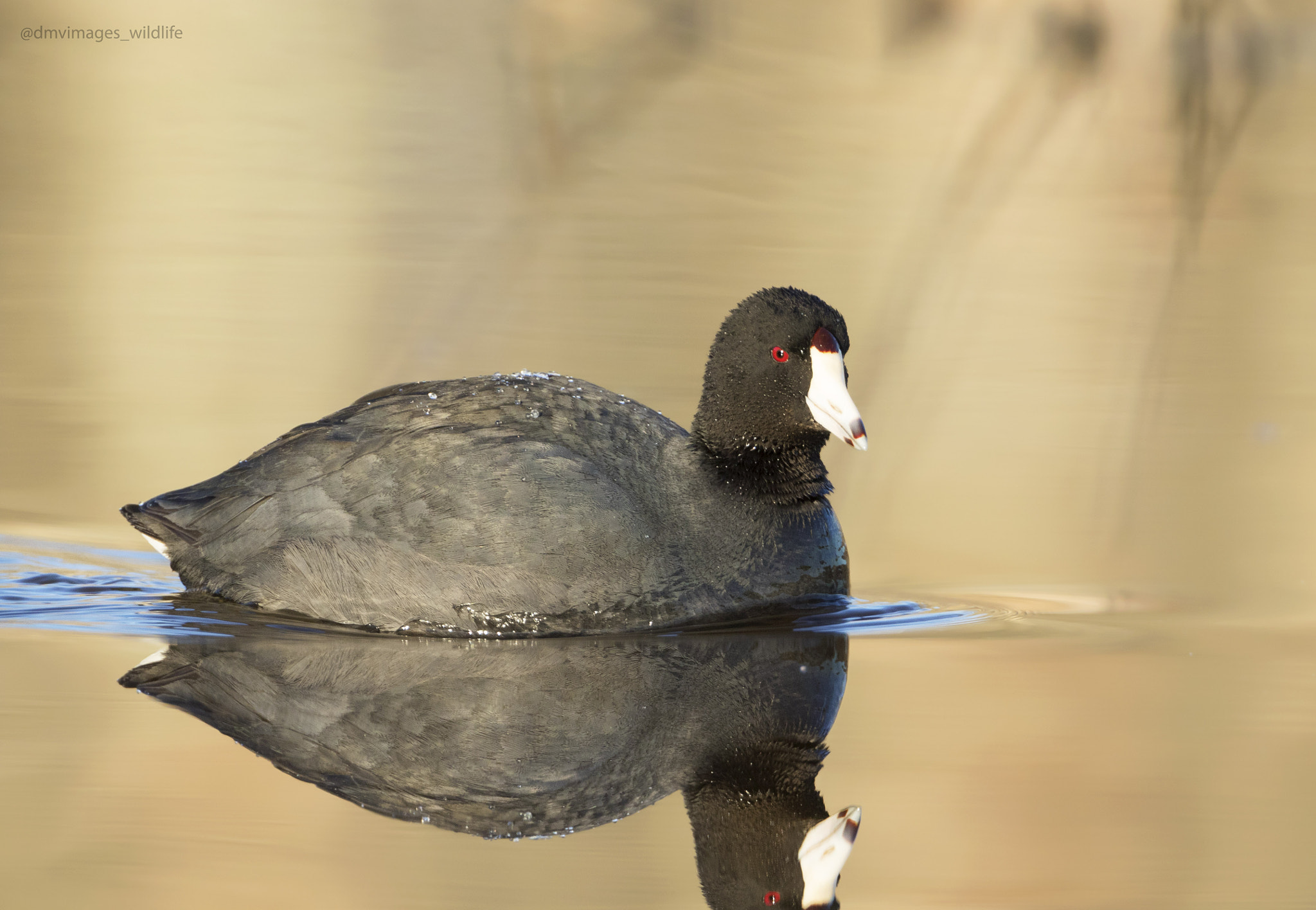 Canon EF 500mm F4L IS USM sample photo. American coot  photography