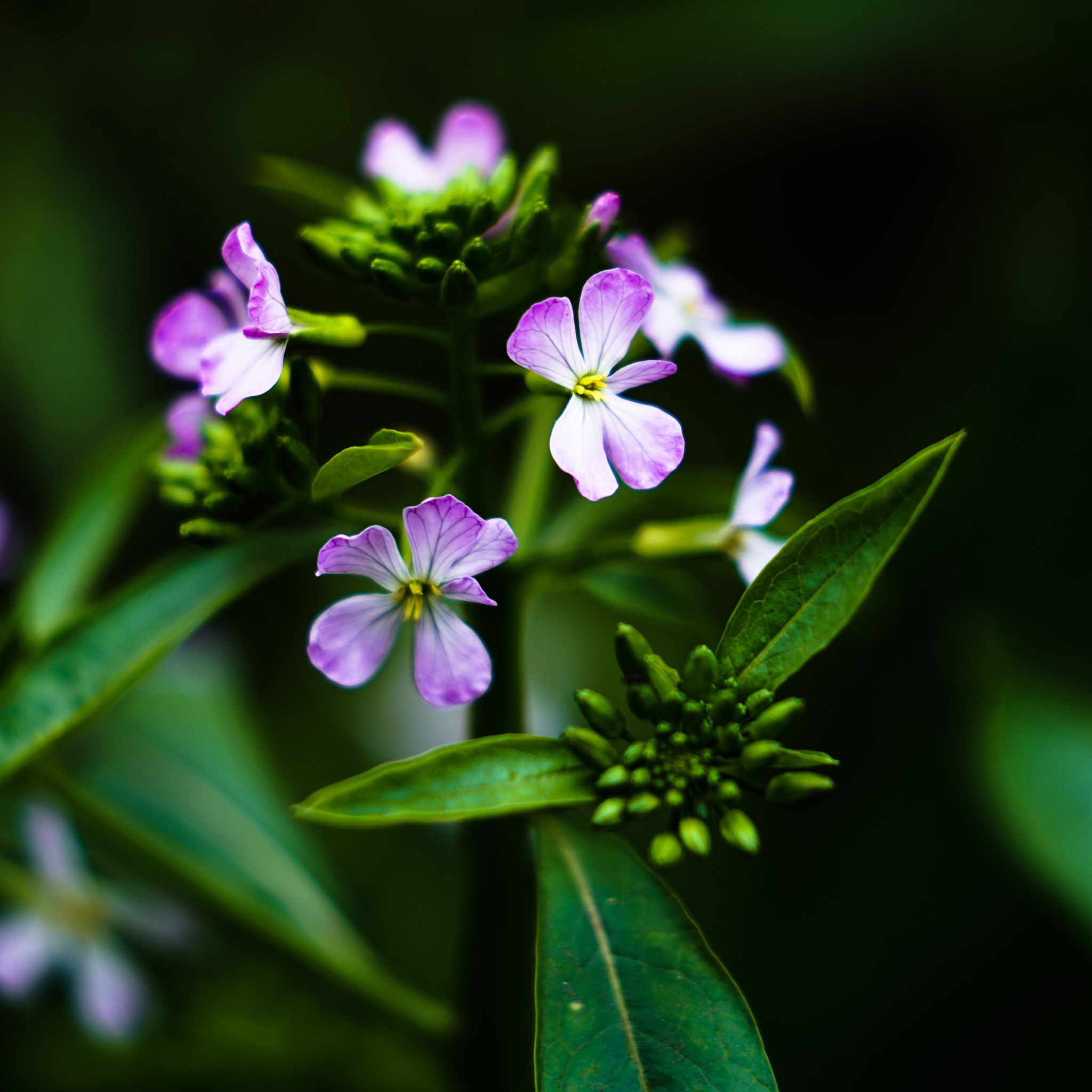 Sony FE 70-200mm F2.8 GM OSS sample photo. Spring flower 17 photography