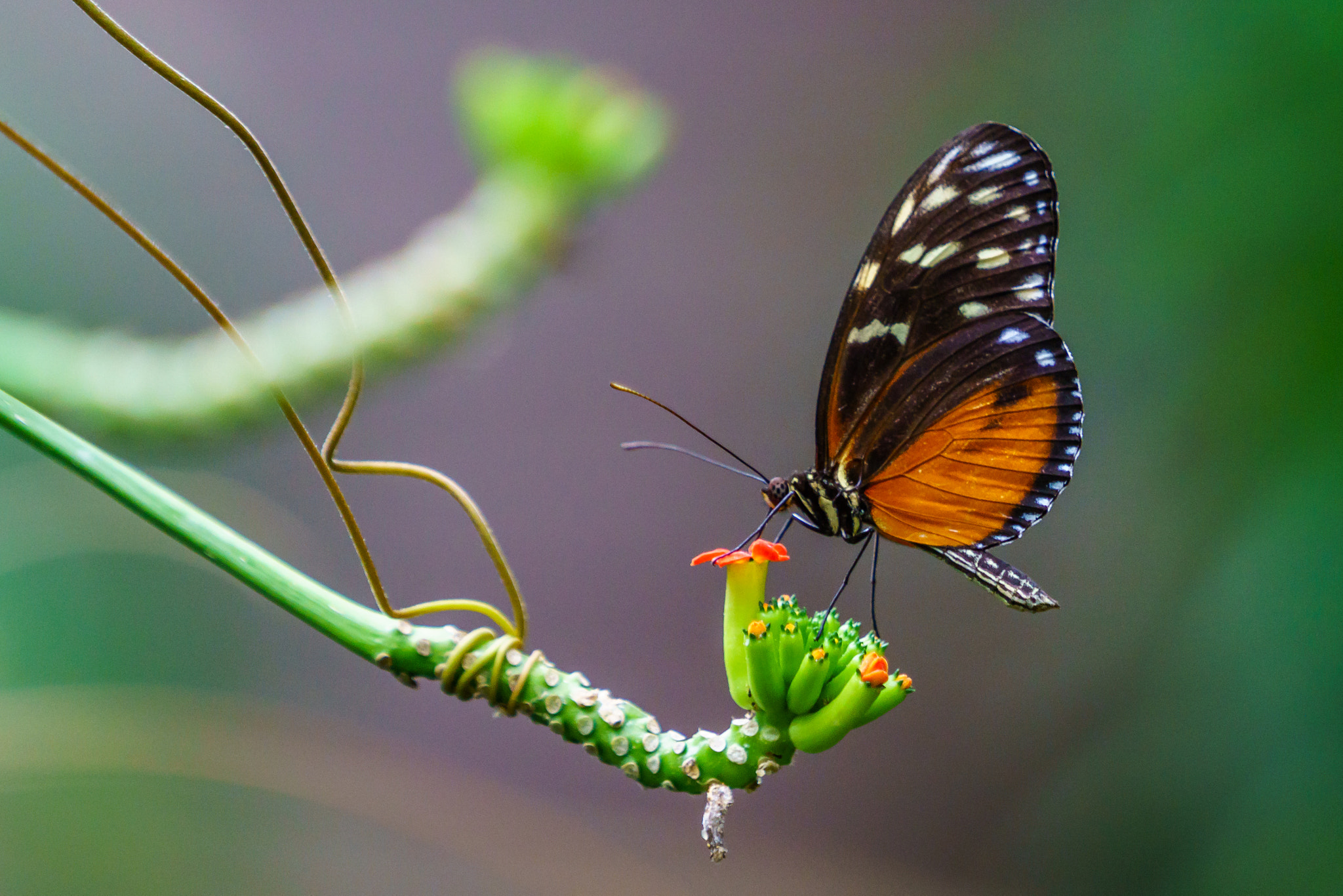 Sony a6000 + Sony FE 70-200mm F4 G OSS sample photo. Veragua rainforest, costa rica photography