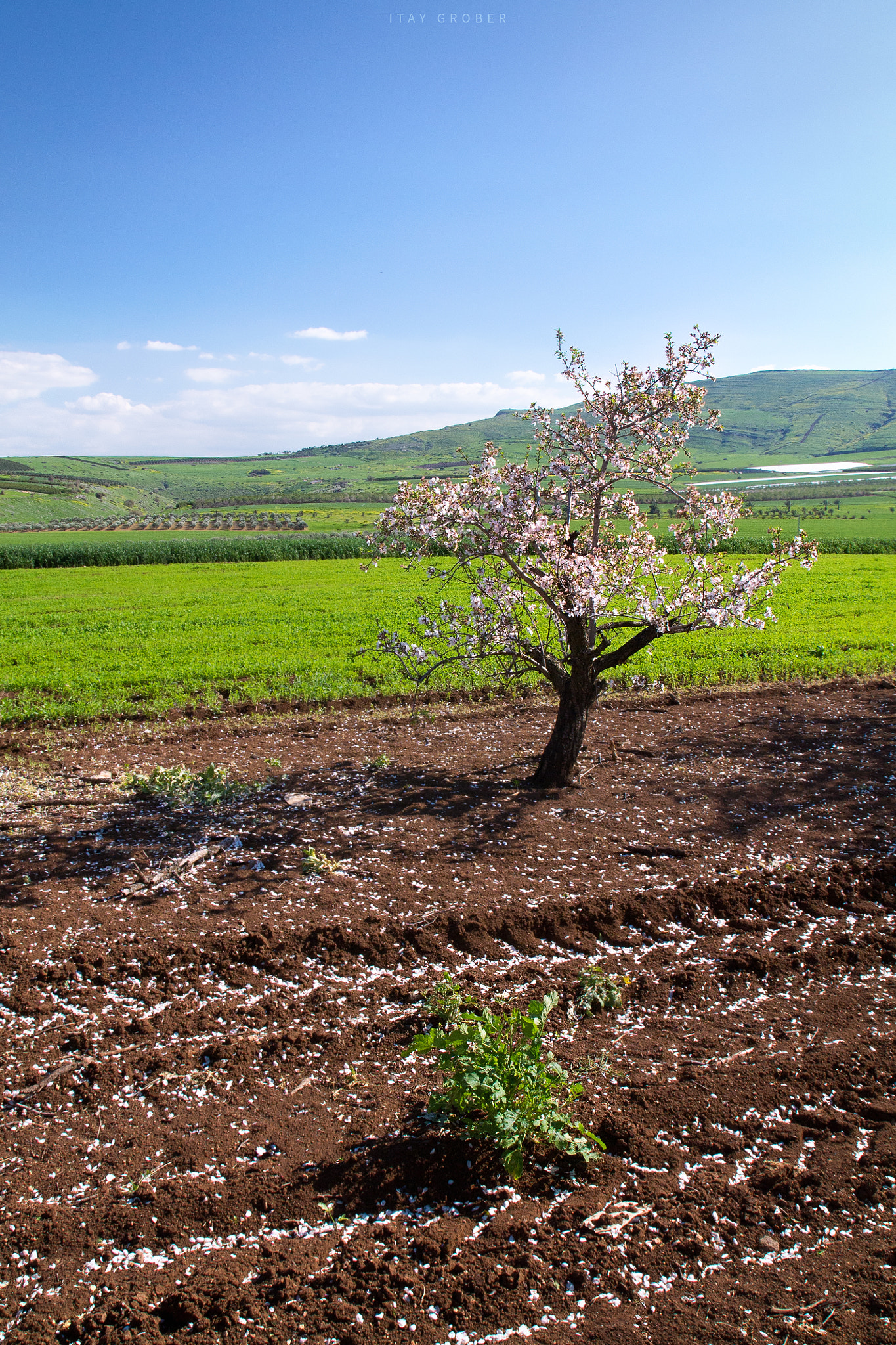 Canon EF-S 17-55mm F2.8 IS USM sample photo. Almond tree field #2 photography