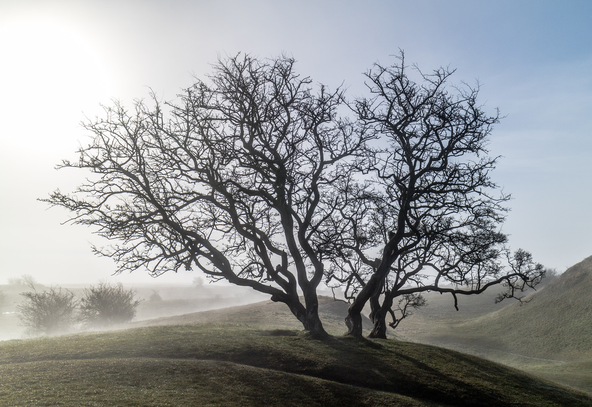 Canon EOS M3 sample photo. Tree, hills and morning mist photography