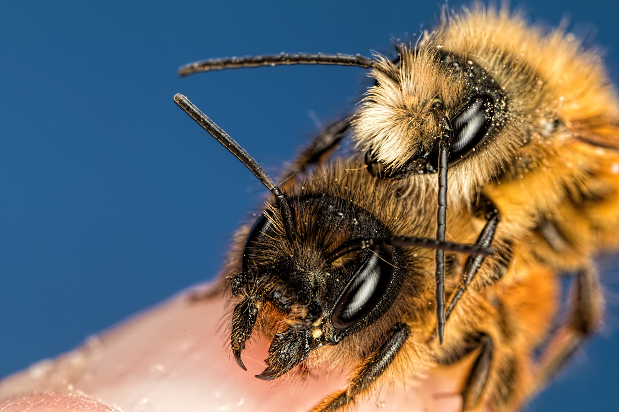 Canon EOS 80D sample photo. Mating red mason bees photography