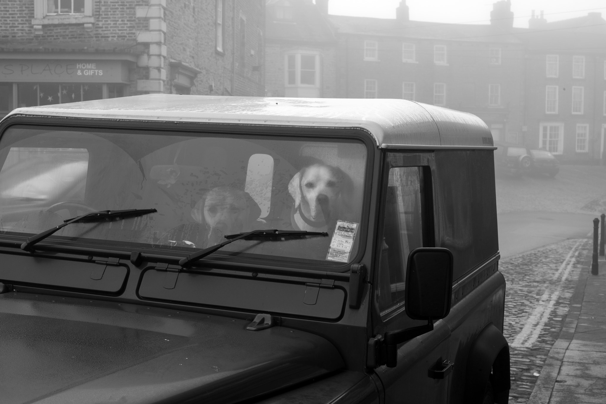 Leica Summilux-M 50mm F1.4 ASPH sample photo. Landrover dogs photography